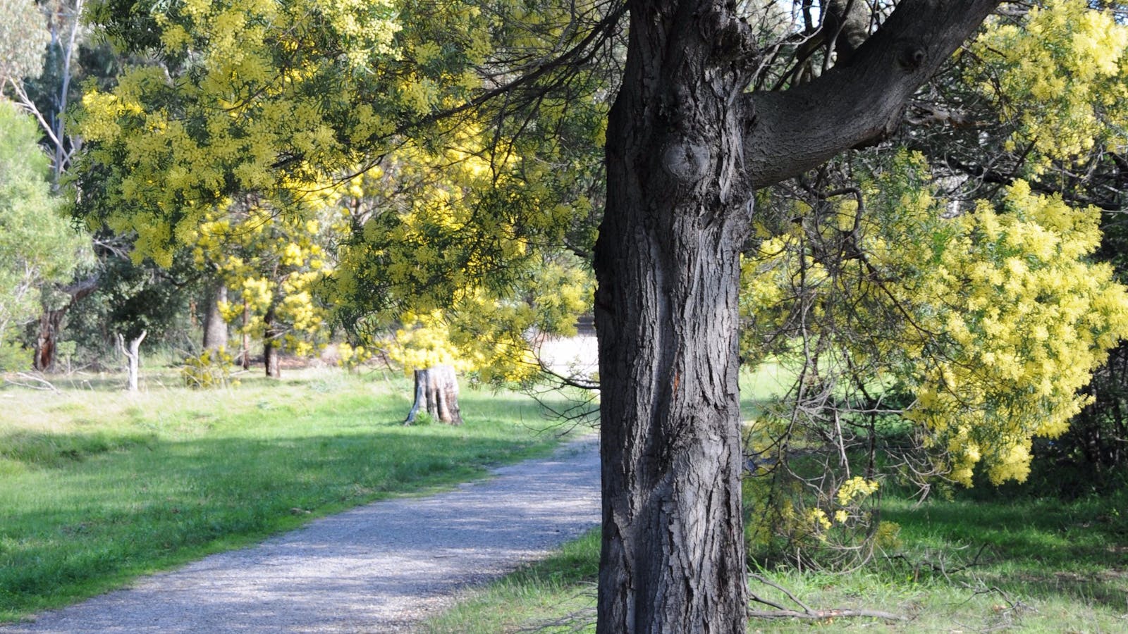 Wattle Park