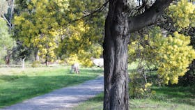 Wattle Park