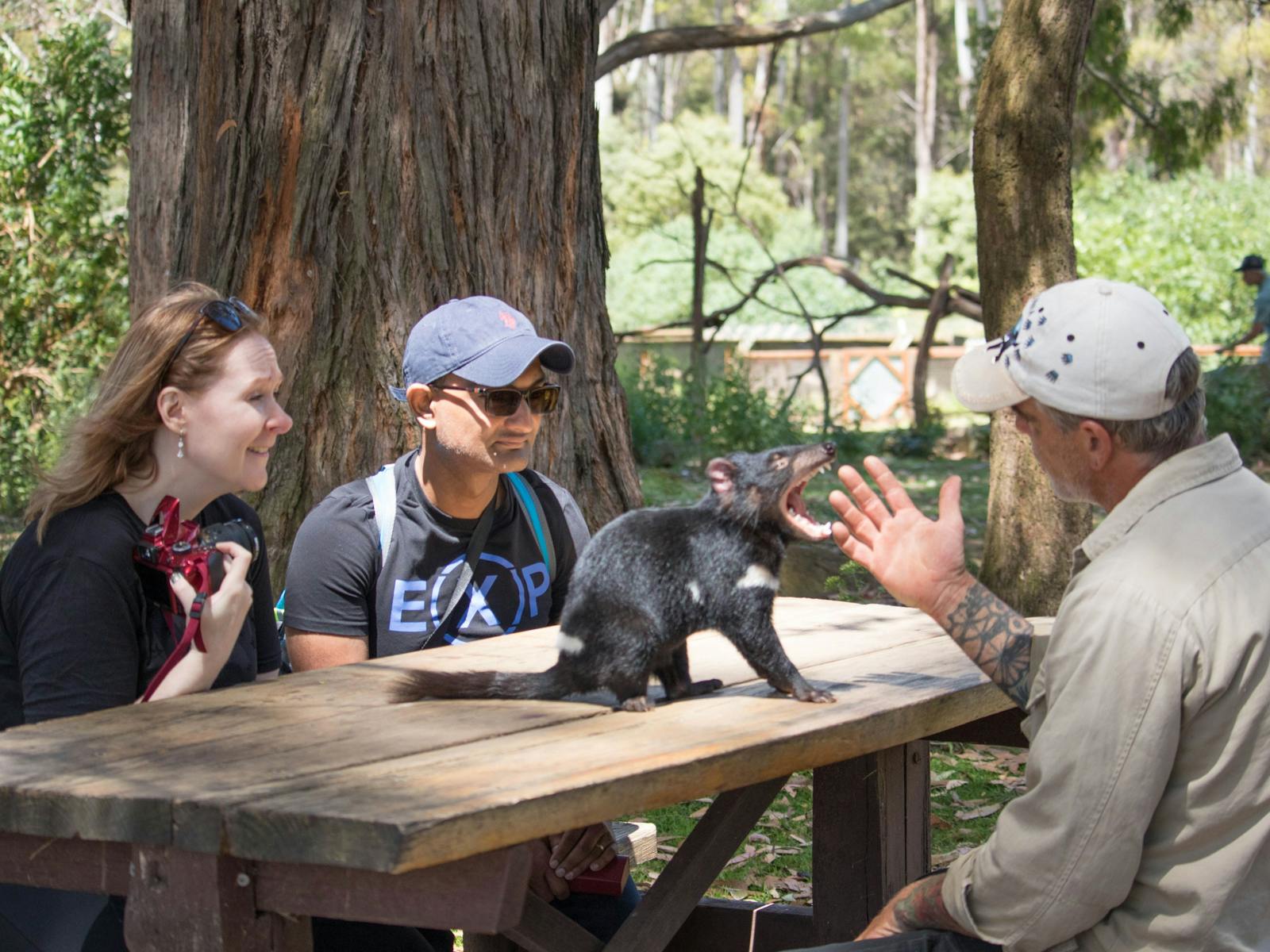 Tasmanian devil on table with people sitting around