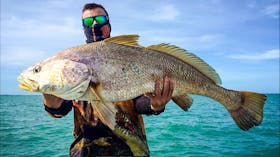 jewfish