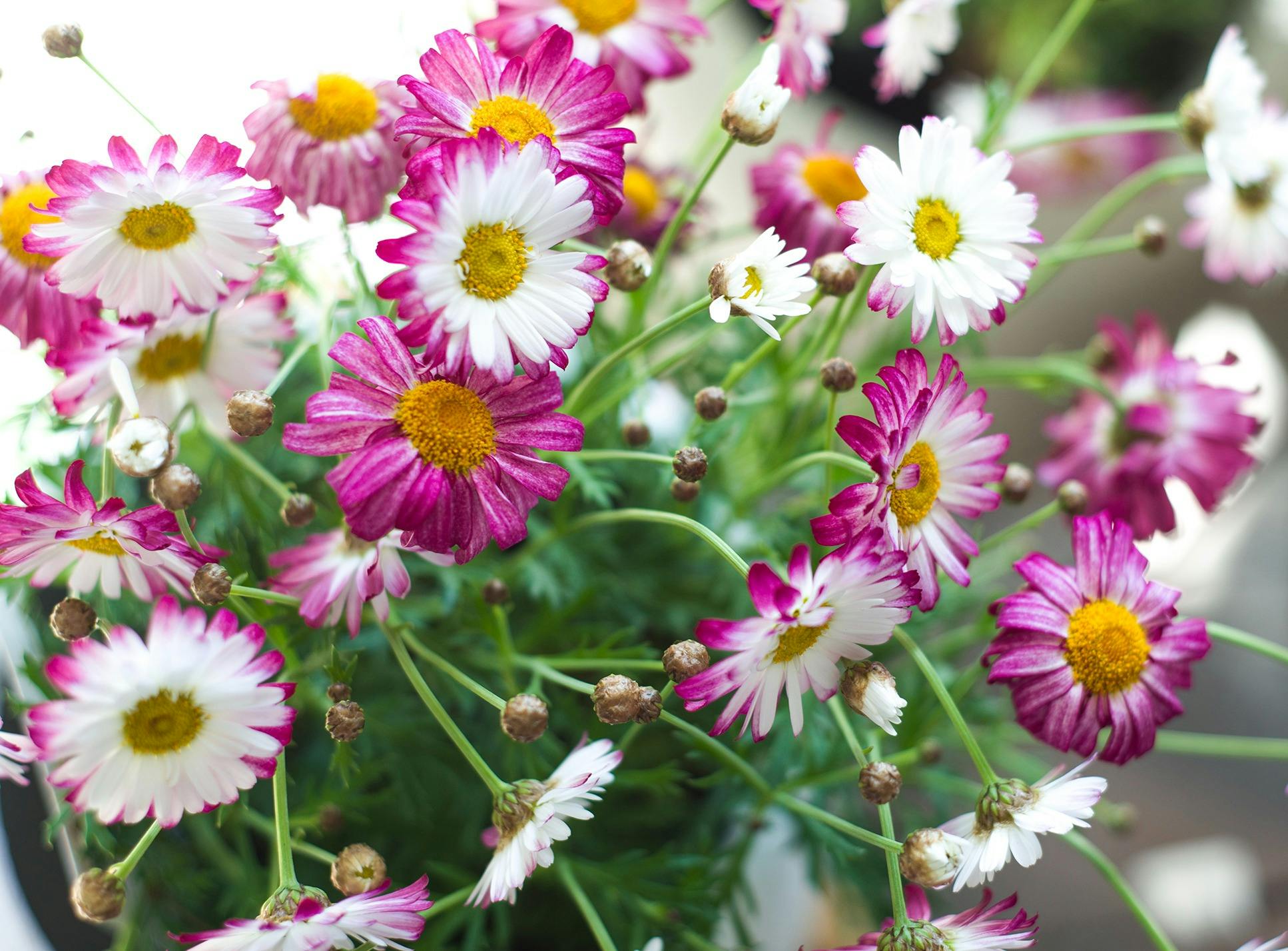 pink and white flowering plant