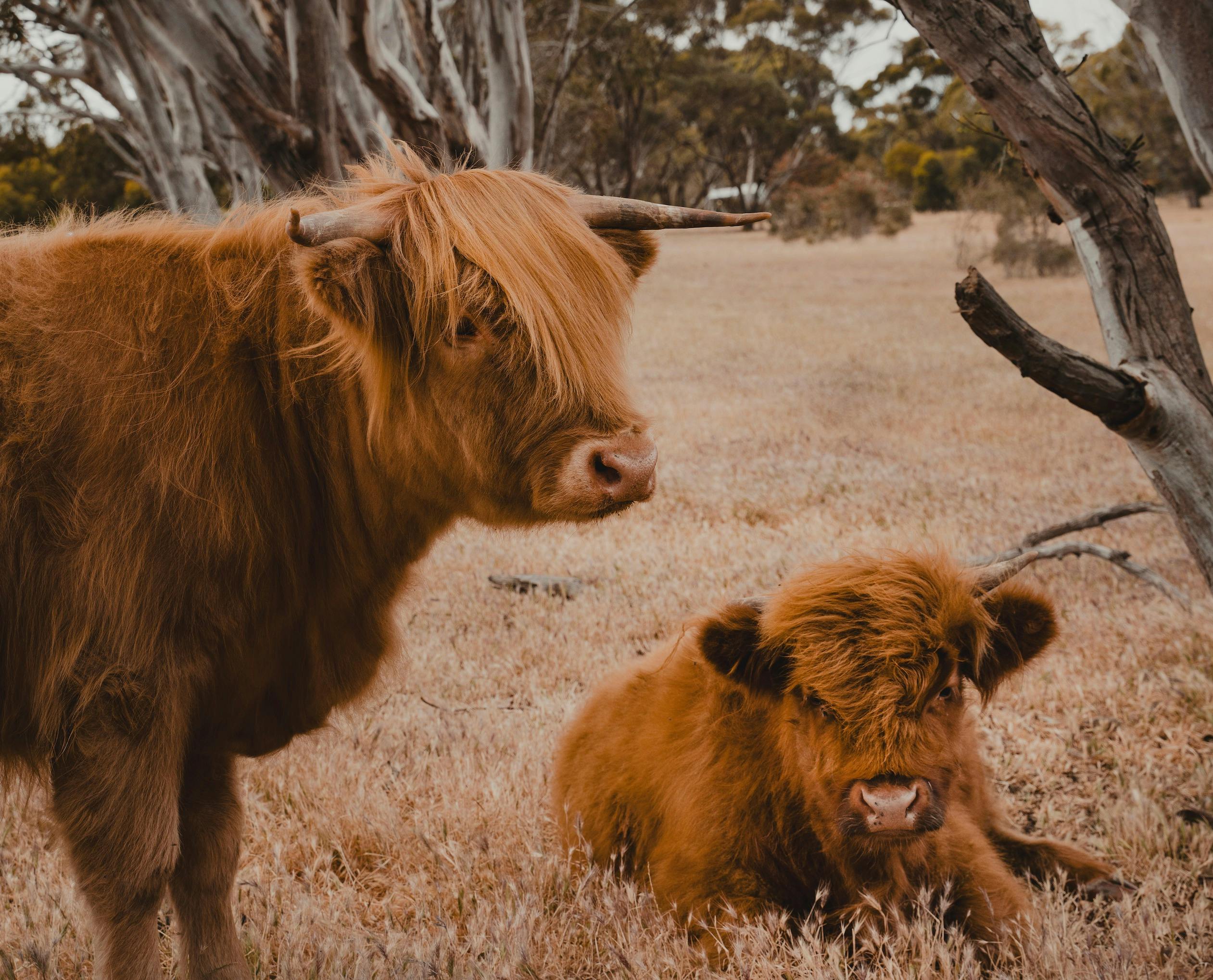 Solstice KI All Farm Experience