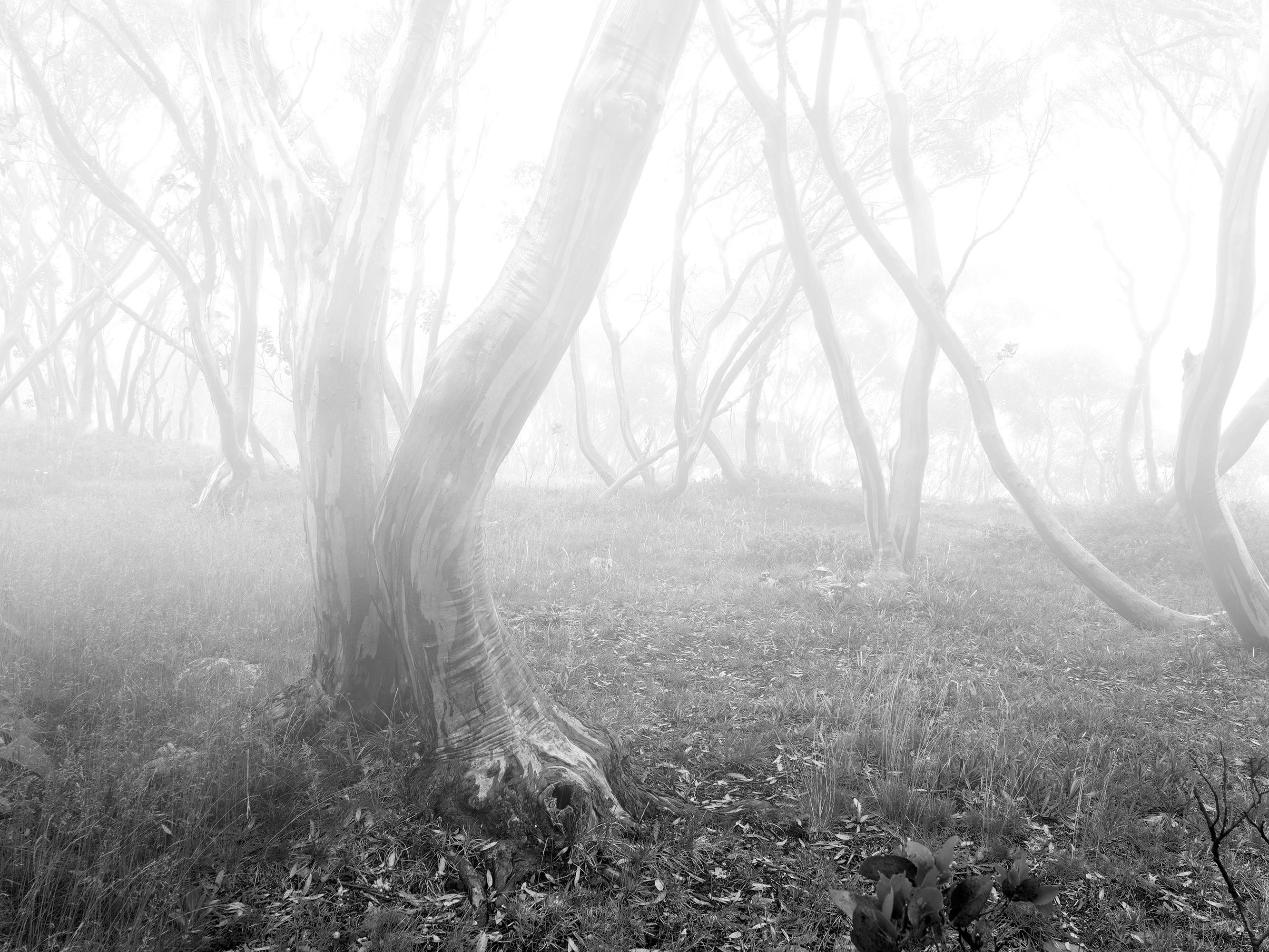 Snow Gums In Fog by Jim O'Donnell