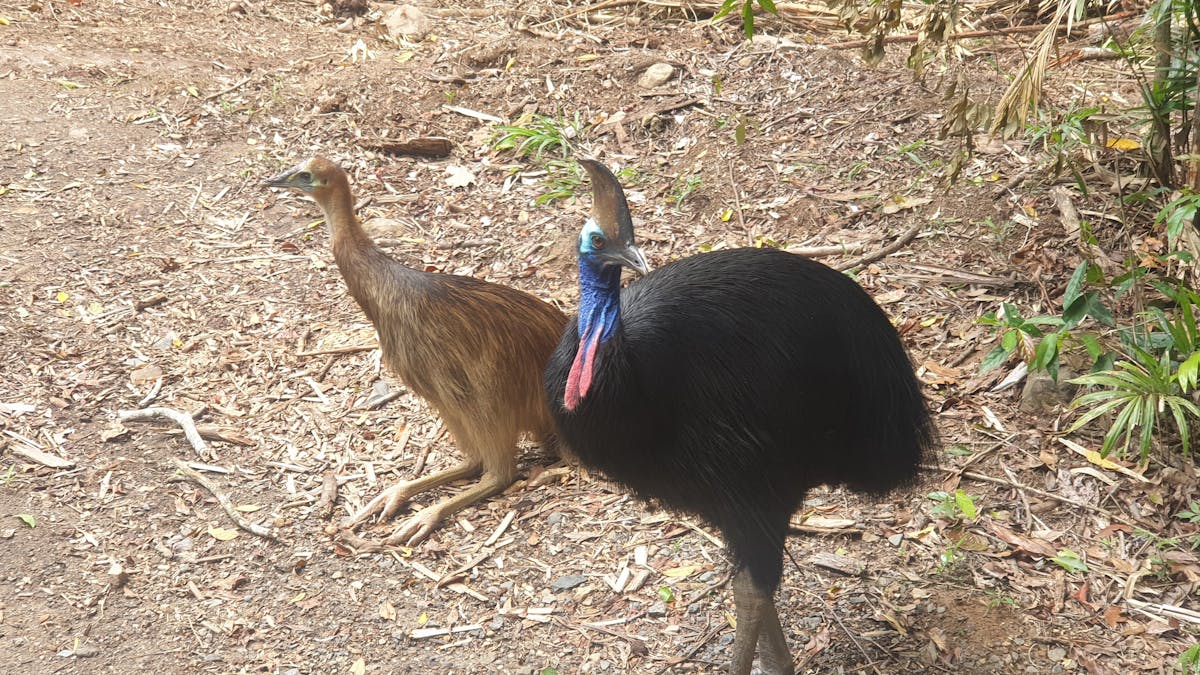 Southern Cassowary