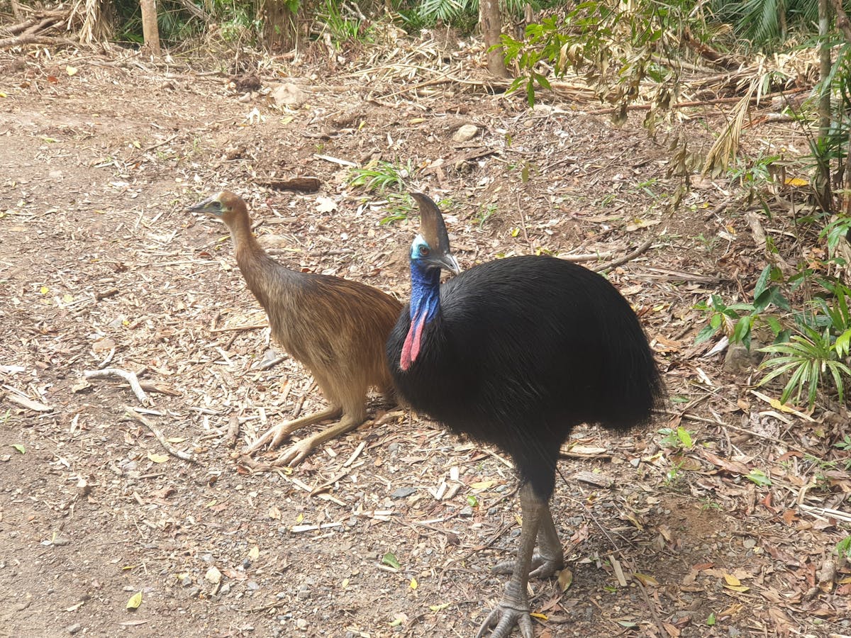 Southern Cassowary