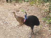 Southern Cassowary