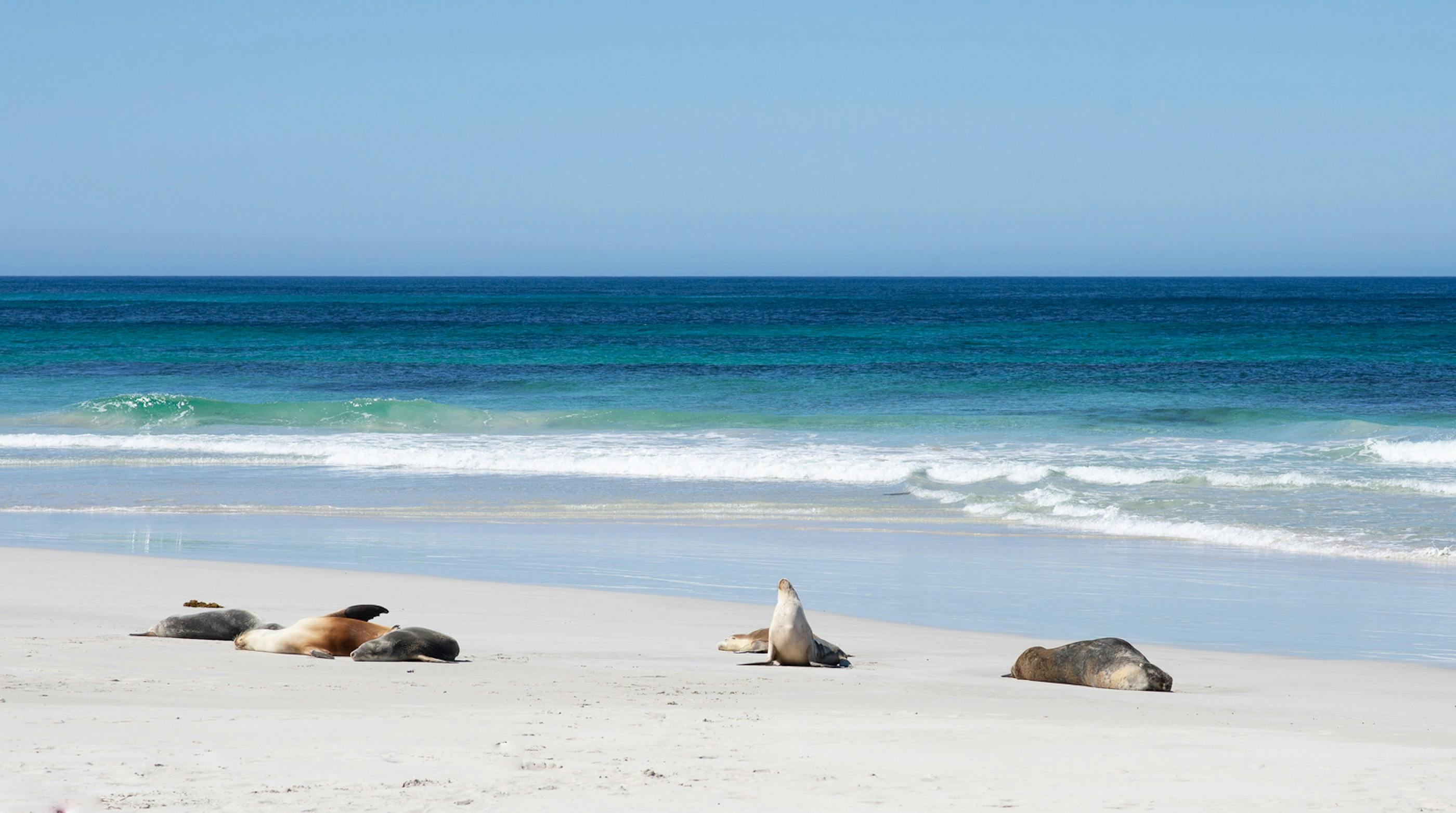 Private Beach Tour at Seal Bay Conservation Park. Exceptional Kangaroo Island Tours.