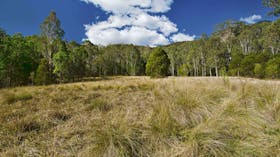 Brush Turkey Track