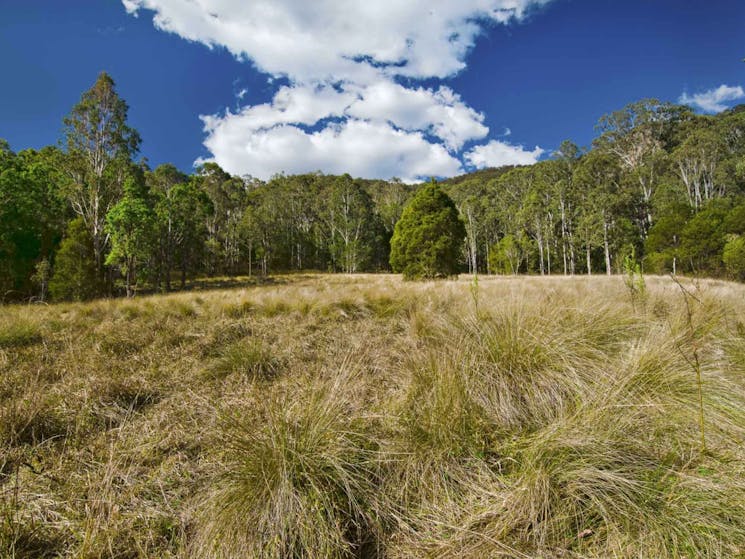 Brush Turkey track, Woko National Park. Photo: John Spencer/NSW Government