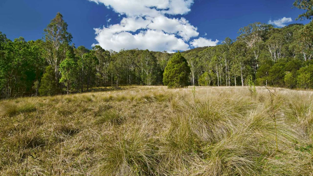 Brush Turkey Track