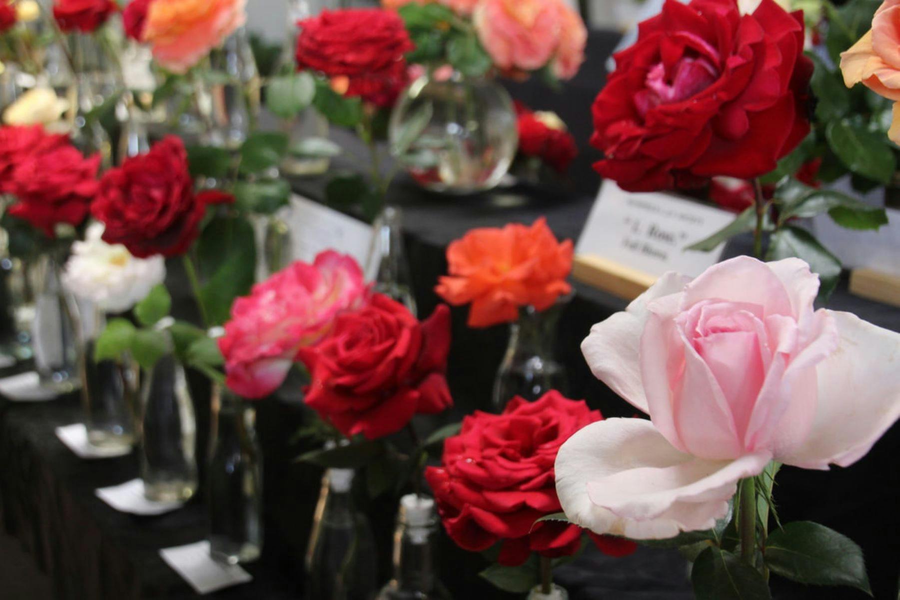 Show Floriculture