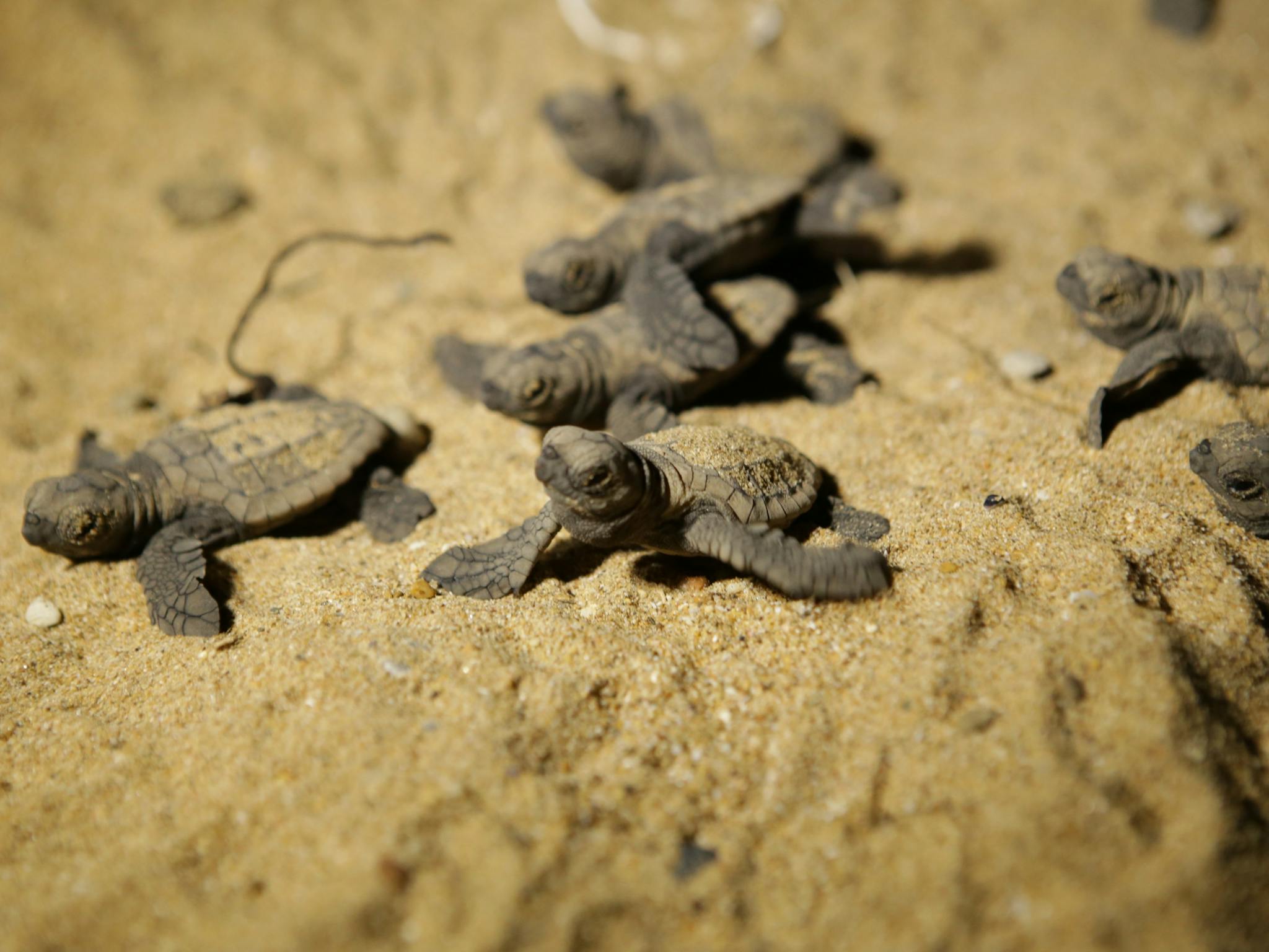 Tiny turtle hatchlings making their way across sand.