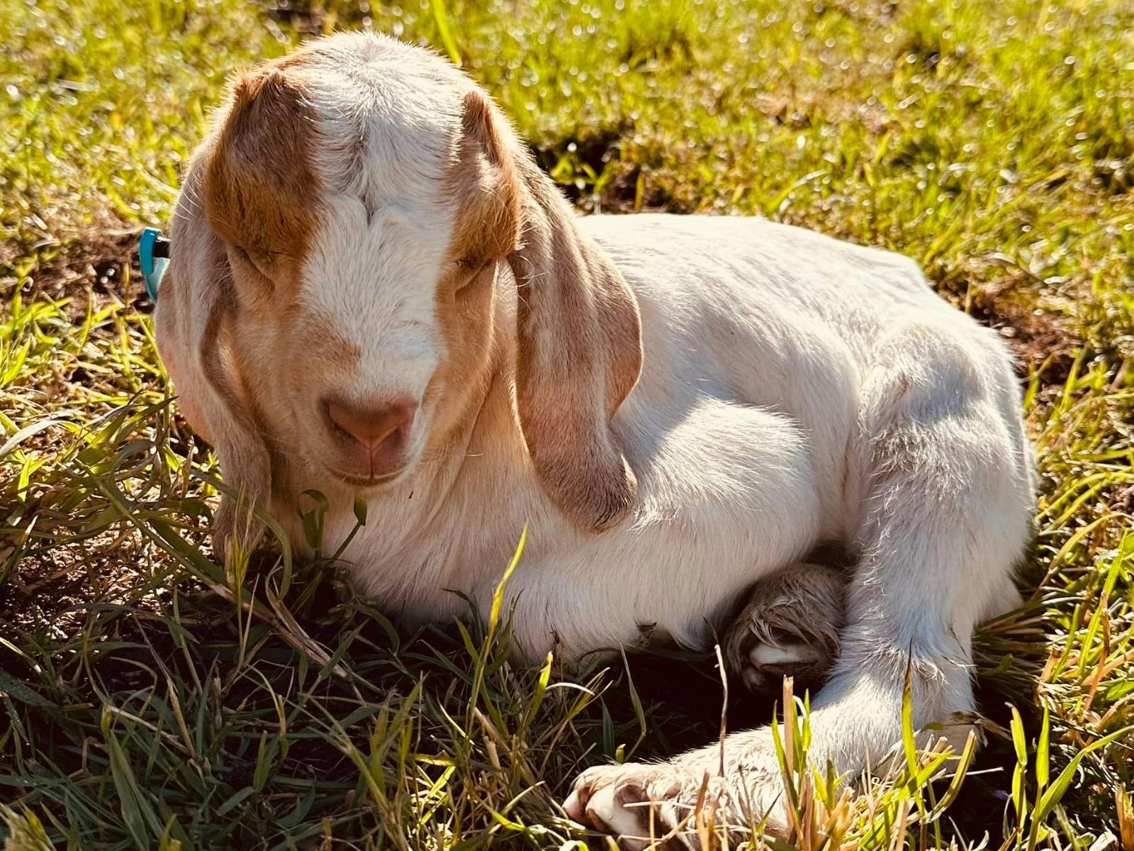 Glen Donald Estate Farm Tour