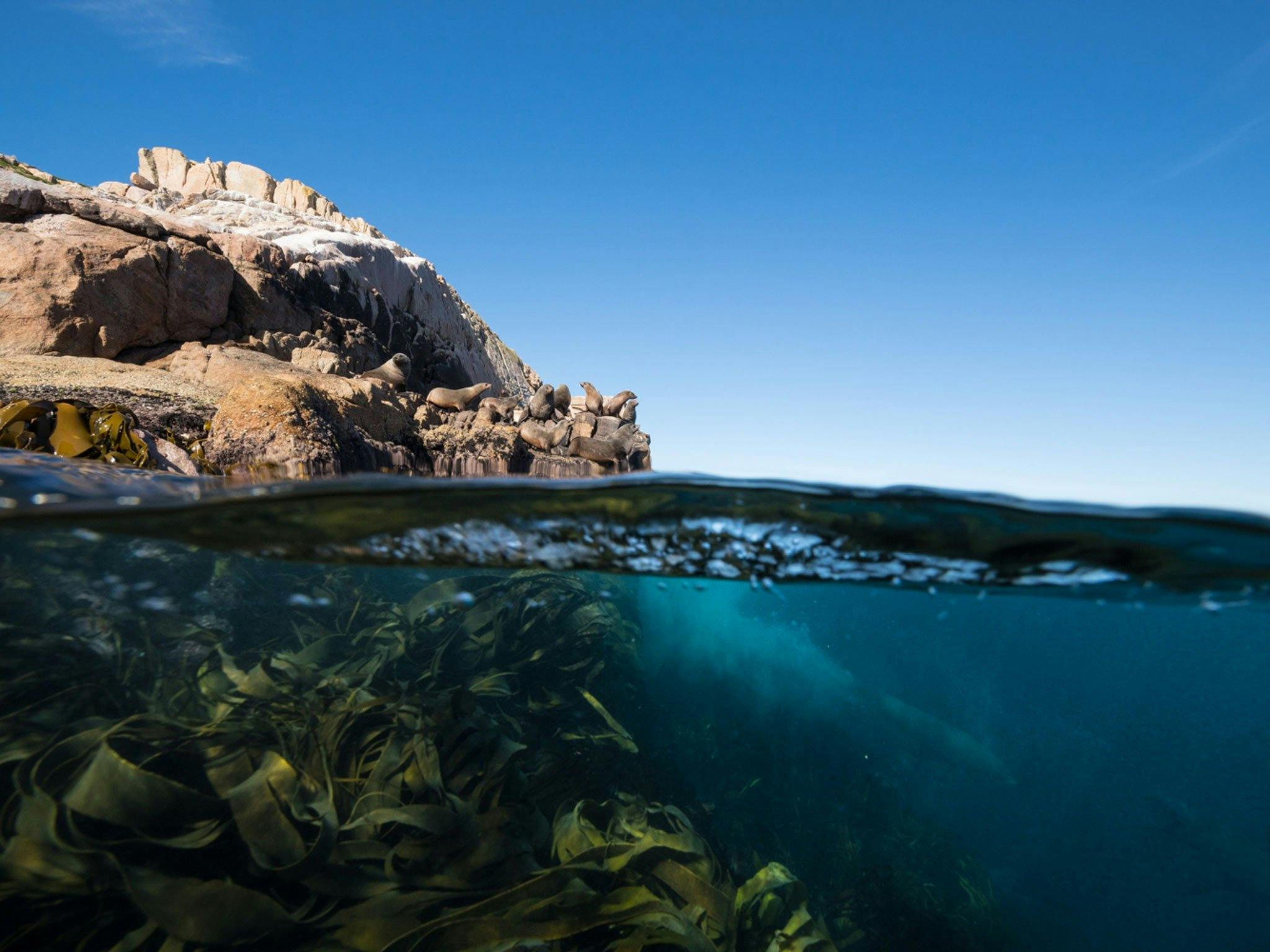 Seals along the Freycinet Peninsula
