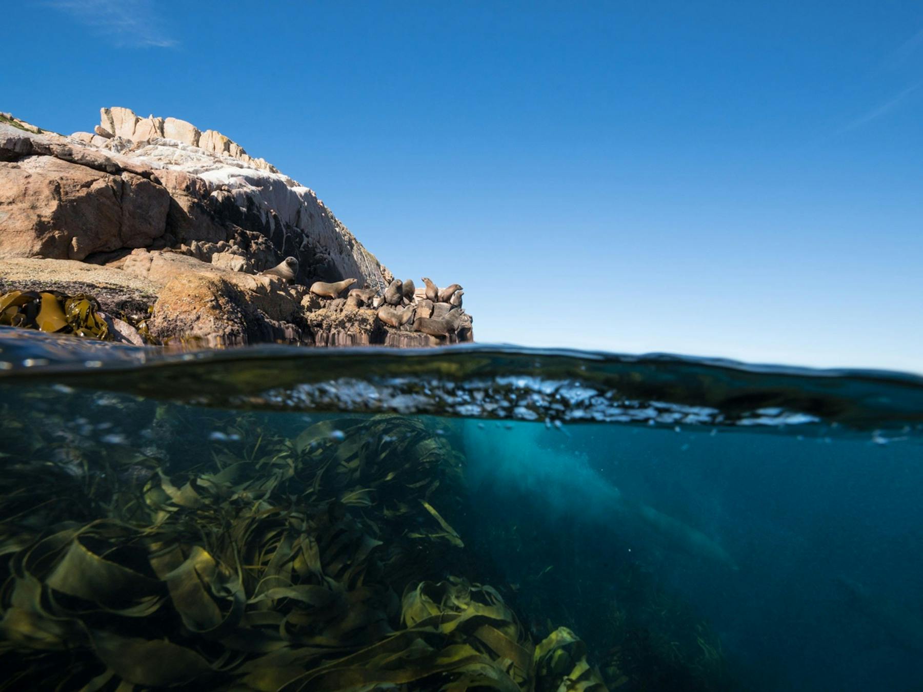 Seals along the Freycinet Peninsula