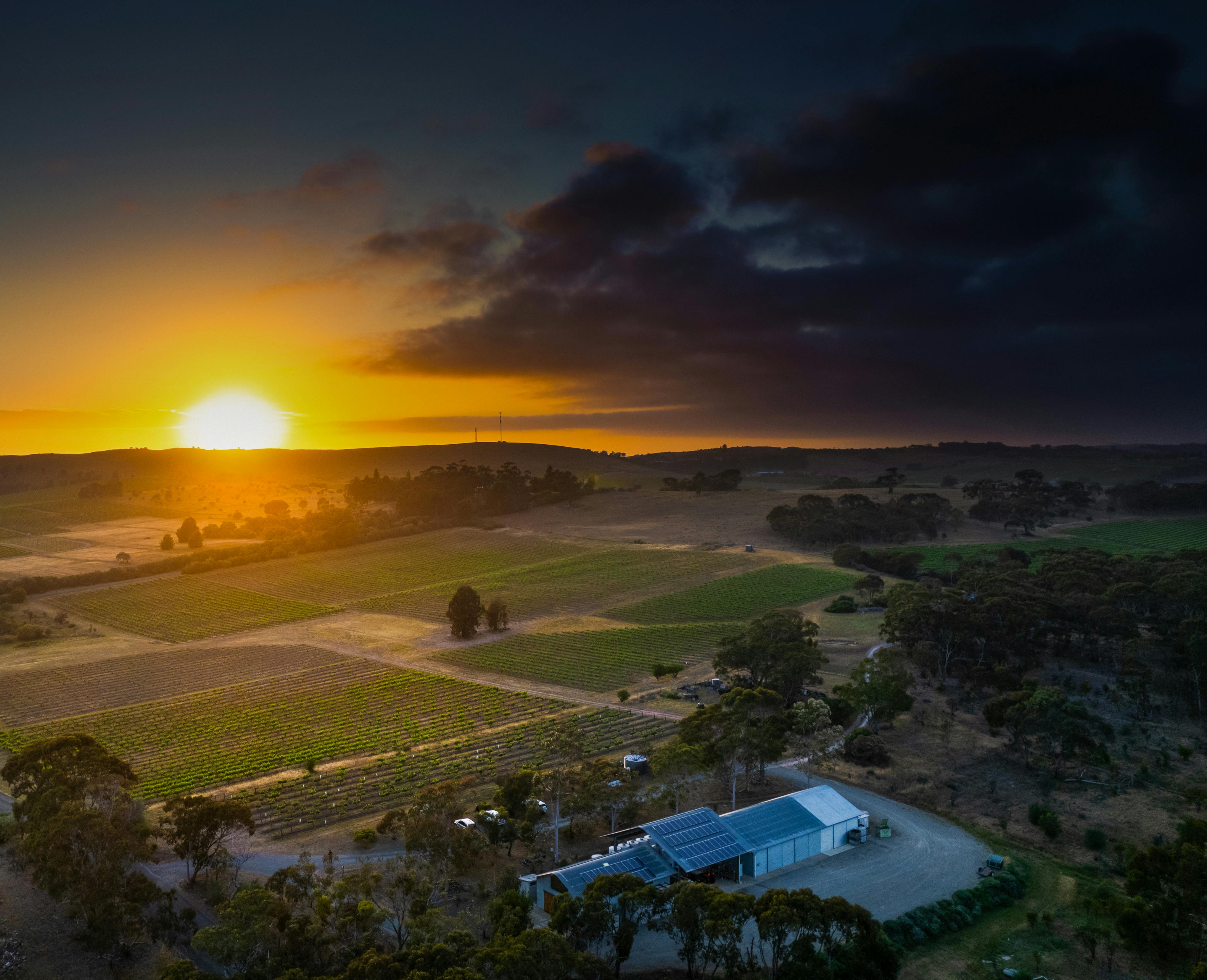 Adelina Wines at sunrise