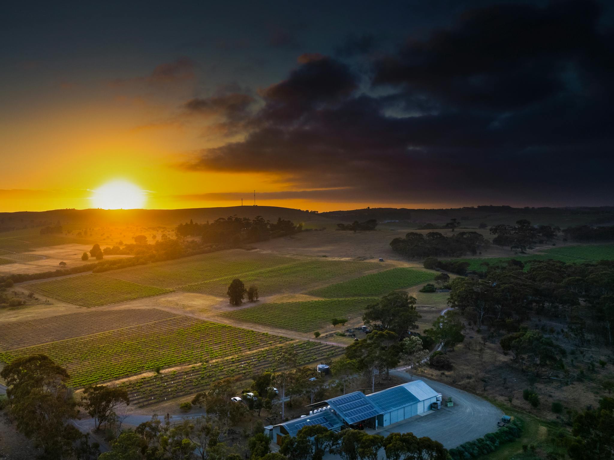 Adelina Wines at sunrise