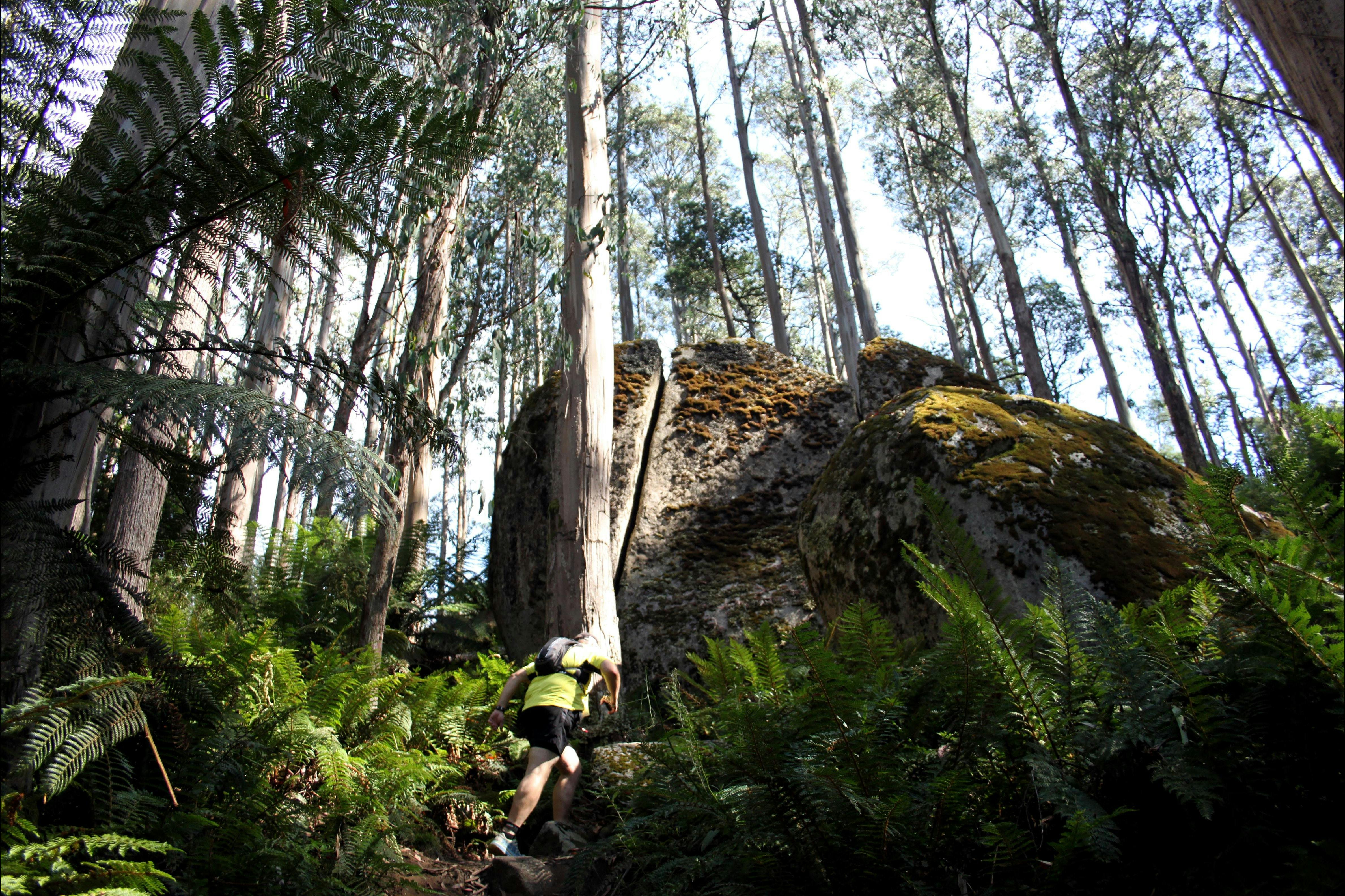 Snow Gum Run Mount Baw Baw