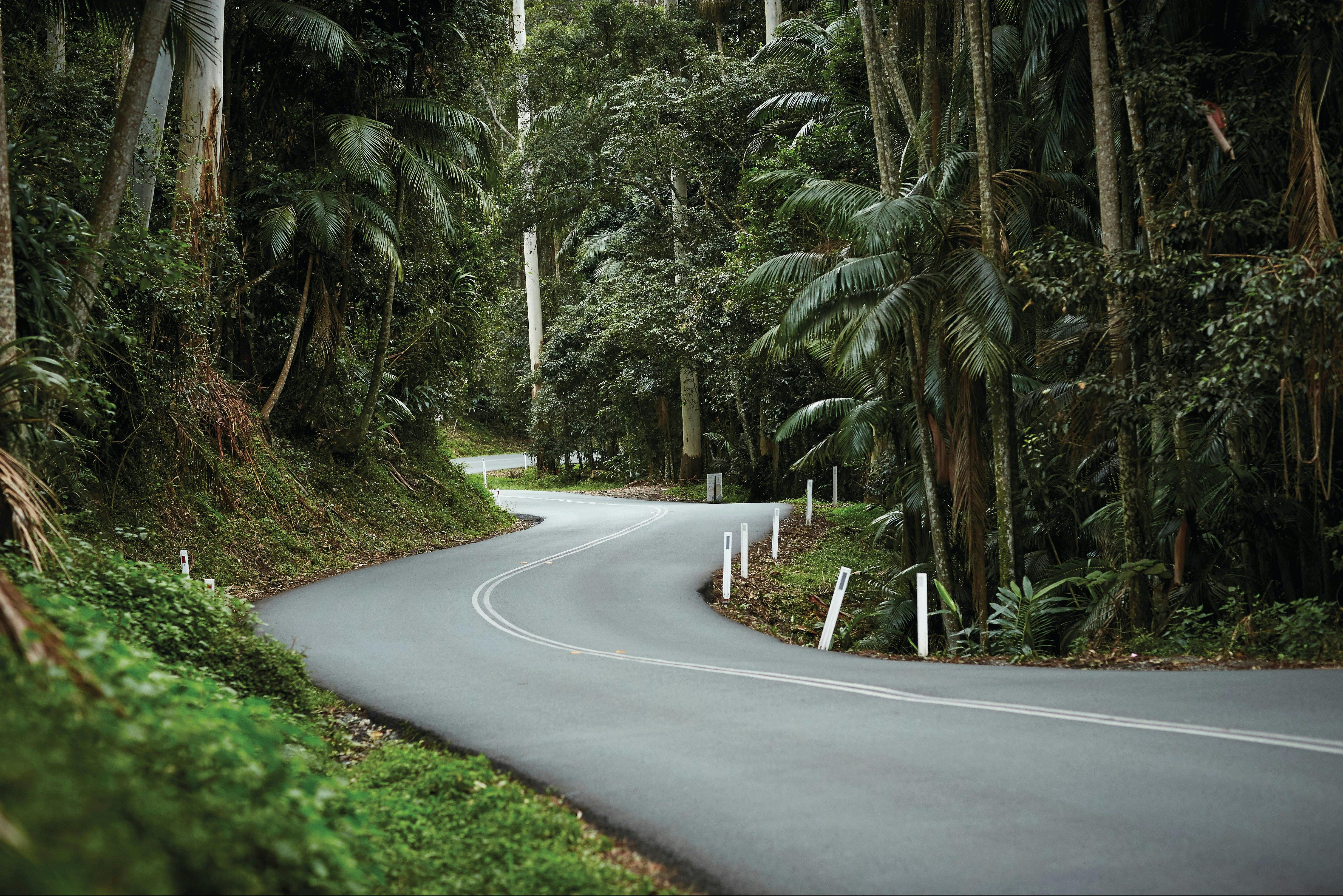 Rainforest road