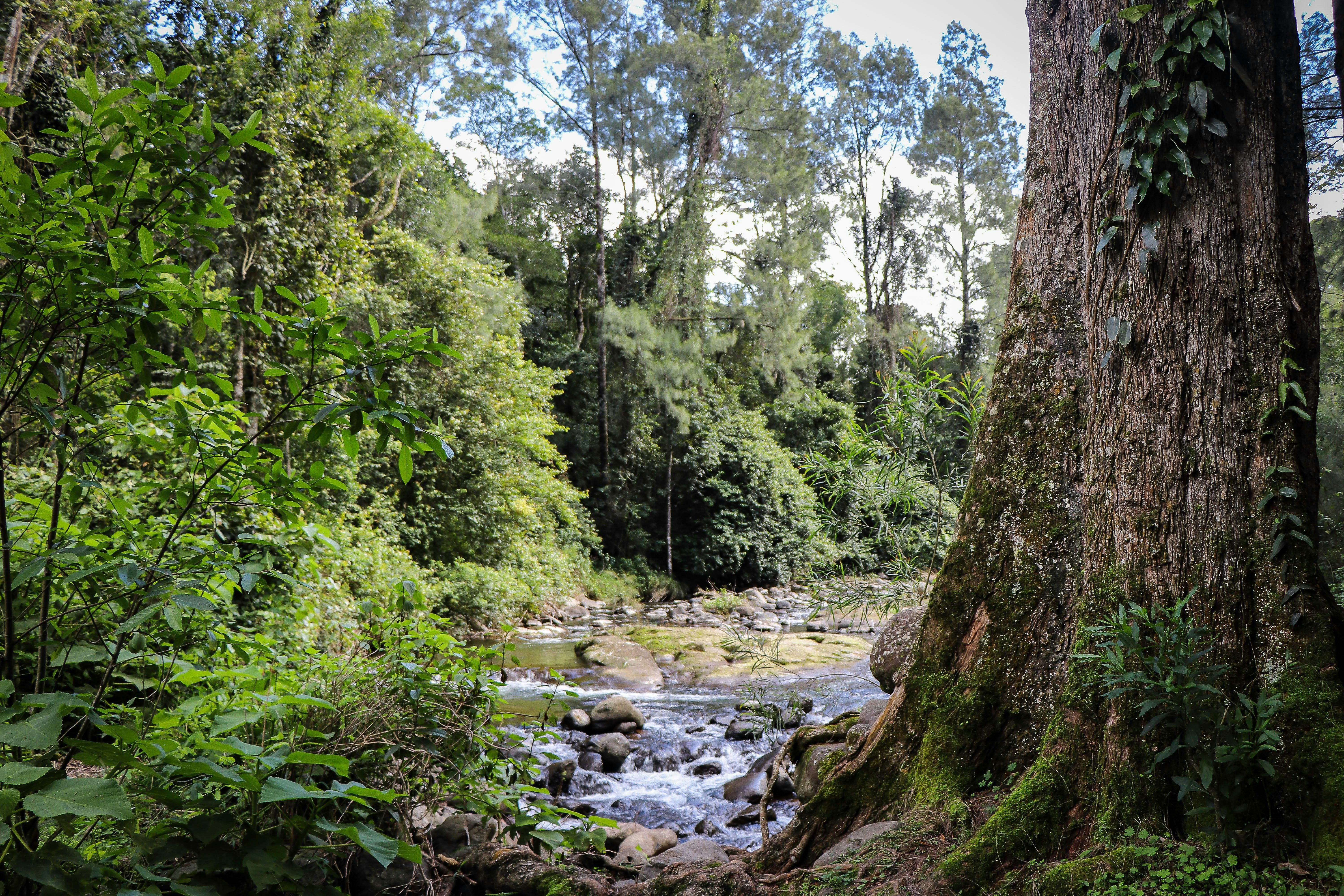 ホワイトロック、チチェスター州有林