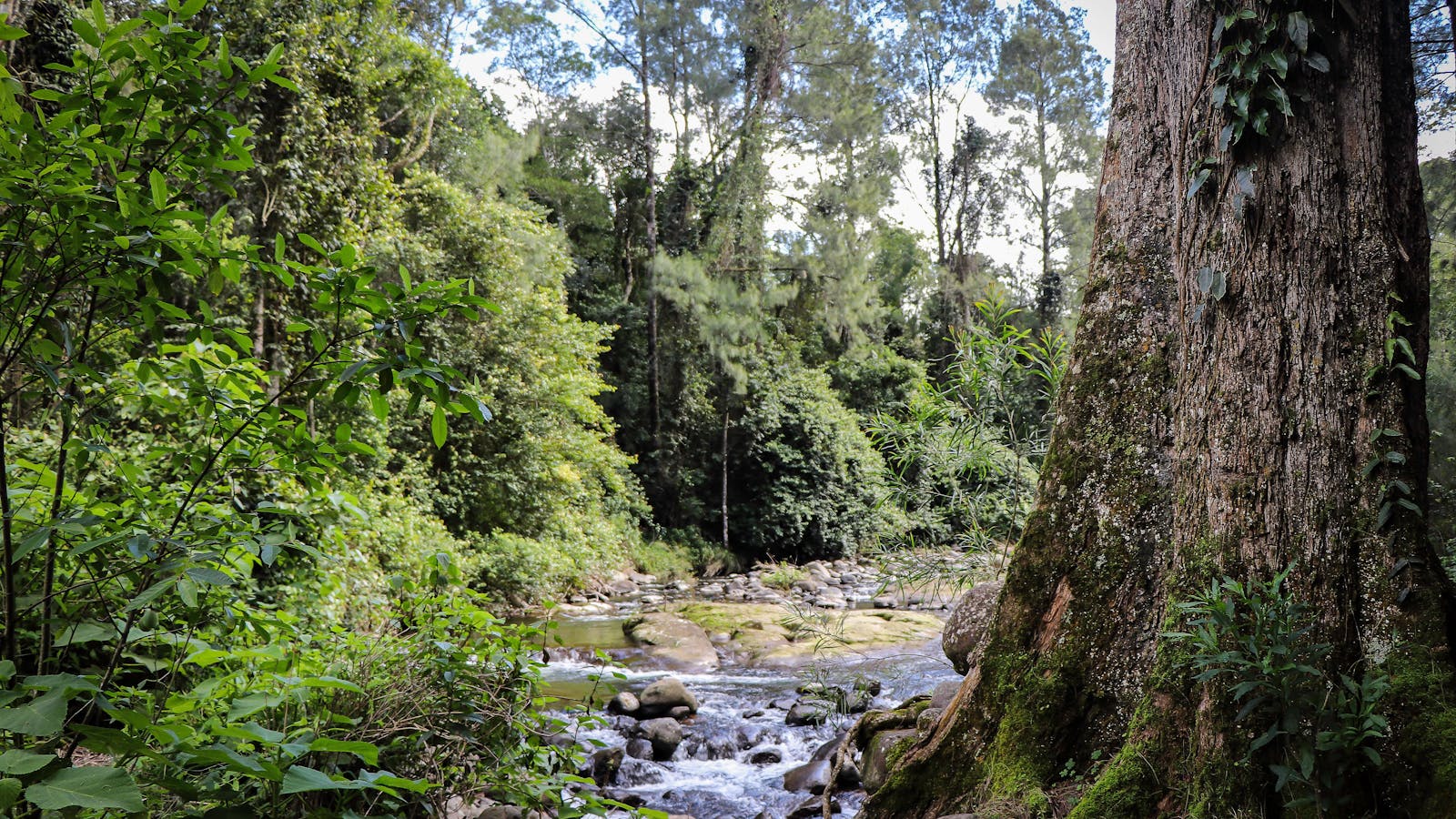 White Rock, Chichester State Forest (Allyn River)