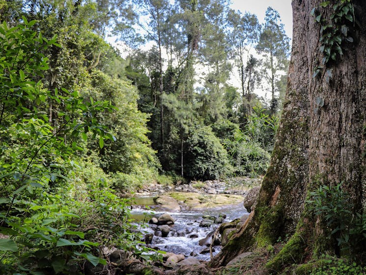 White Rock, Chichester State Forest