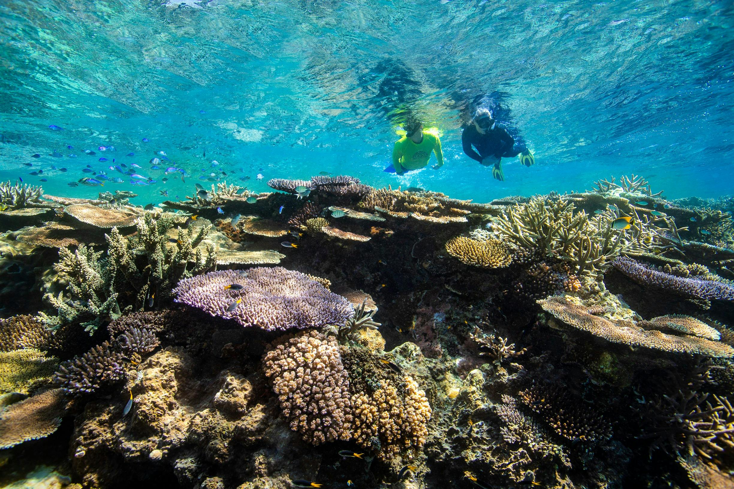 Led by locals, loved by all — snorkel with us