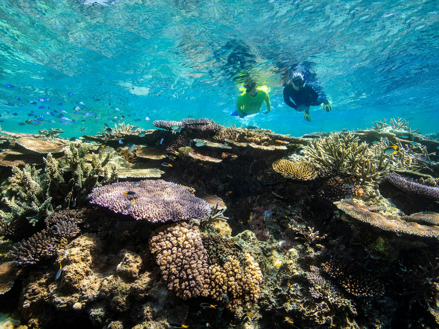 Led by locals, loved by all — snorkel with us