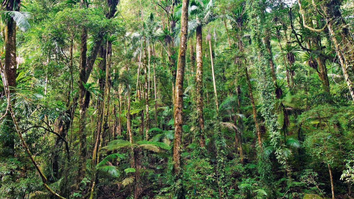 Rainforest Rainforest