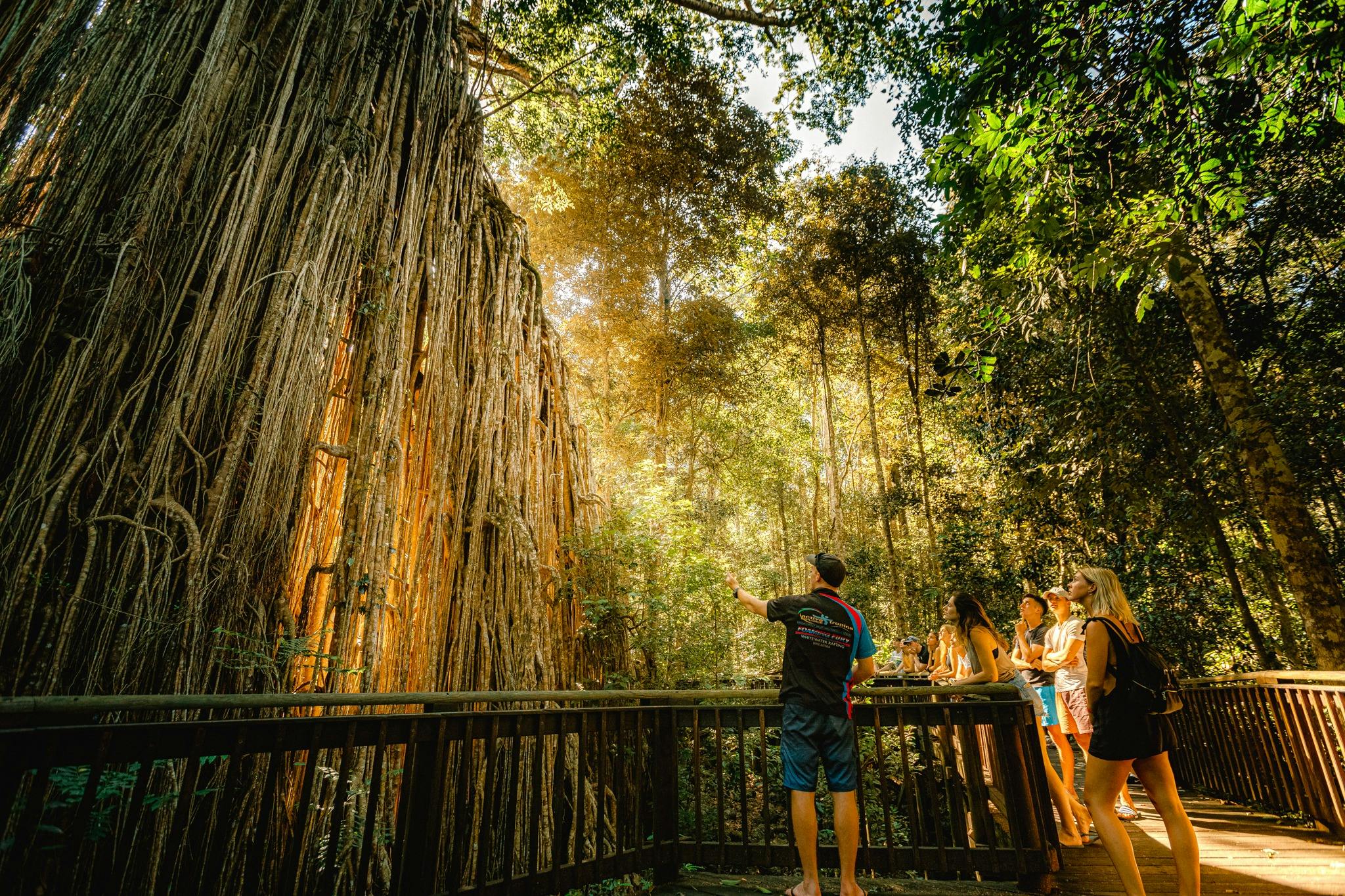 Tour Guide points up to Curtain Fig Tree as guest surround it with the sun shining through