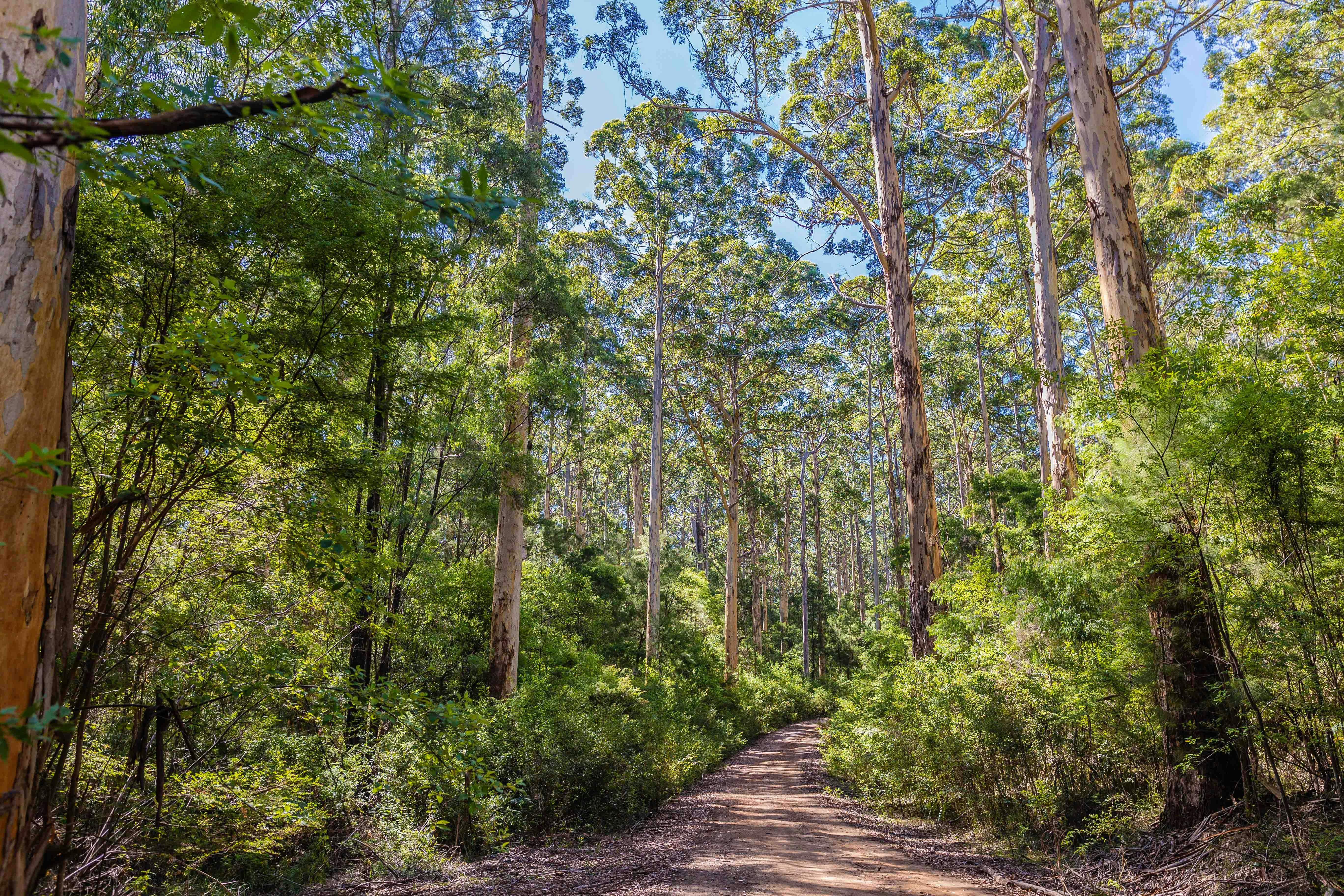 Stunny forest of native Karri trees in Pemberton