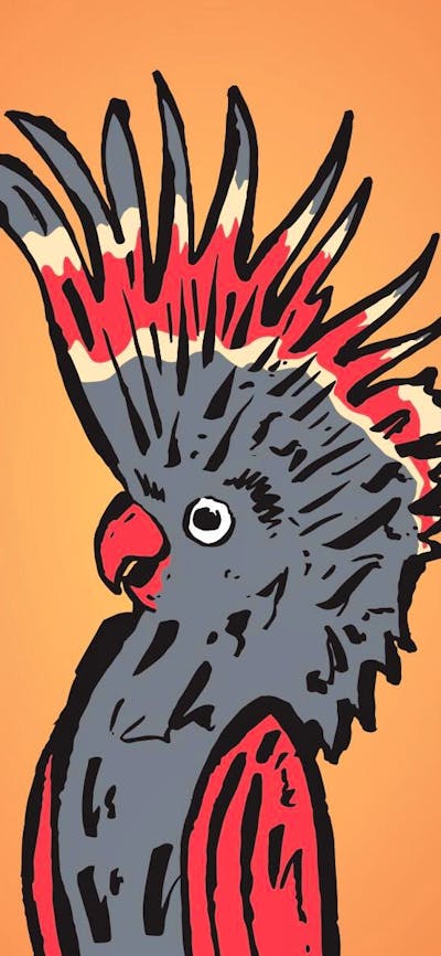 A cartoon galah is in front of an orange background with a lighter flare in the middle