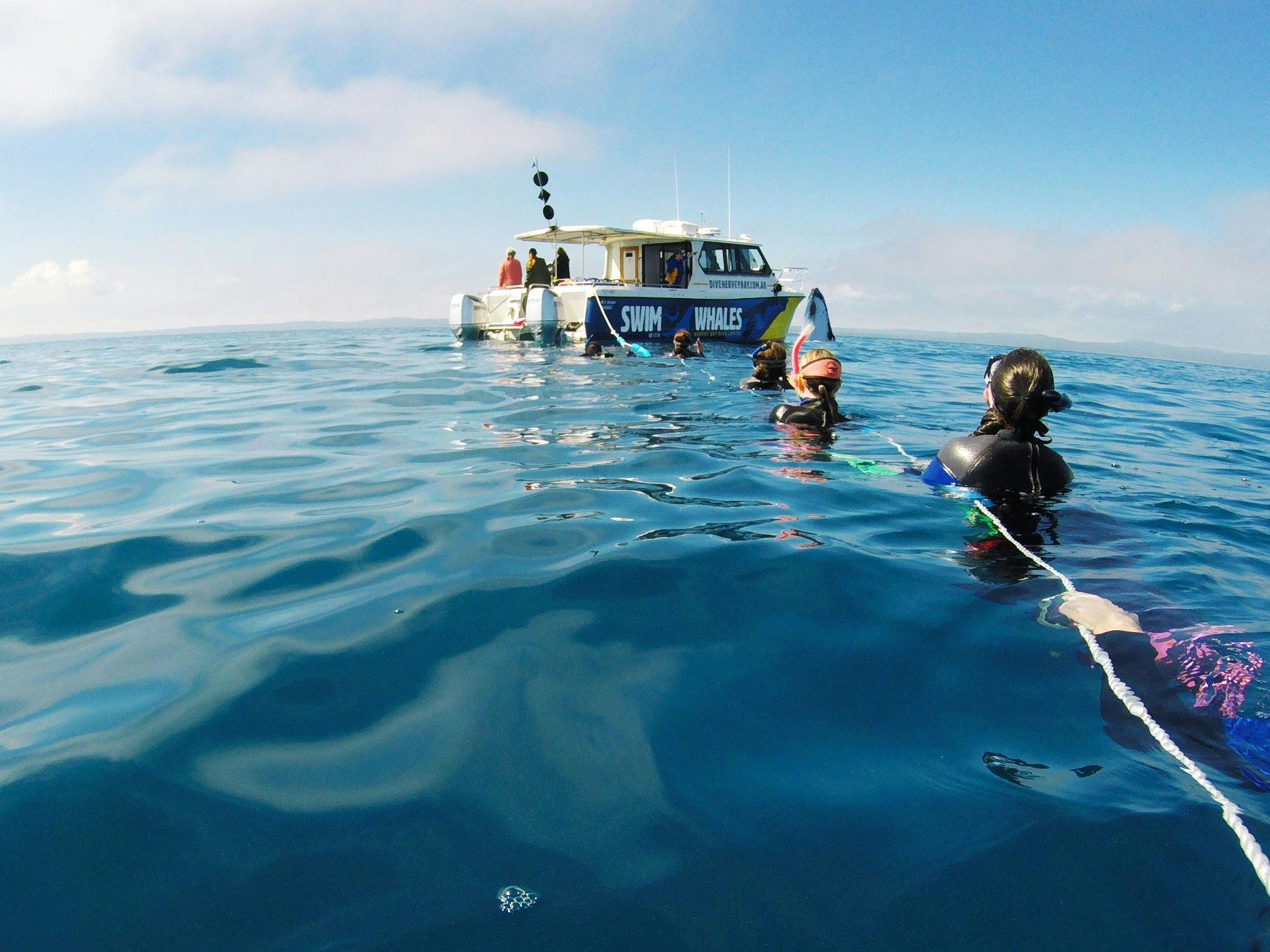 whale swim mermaid line