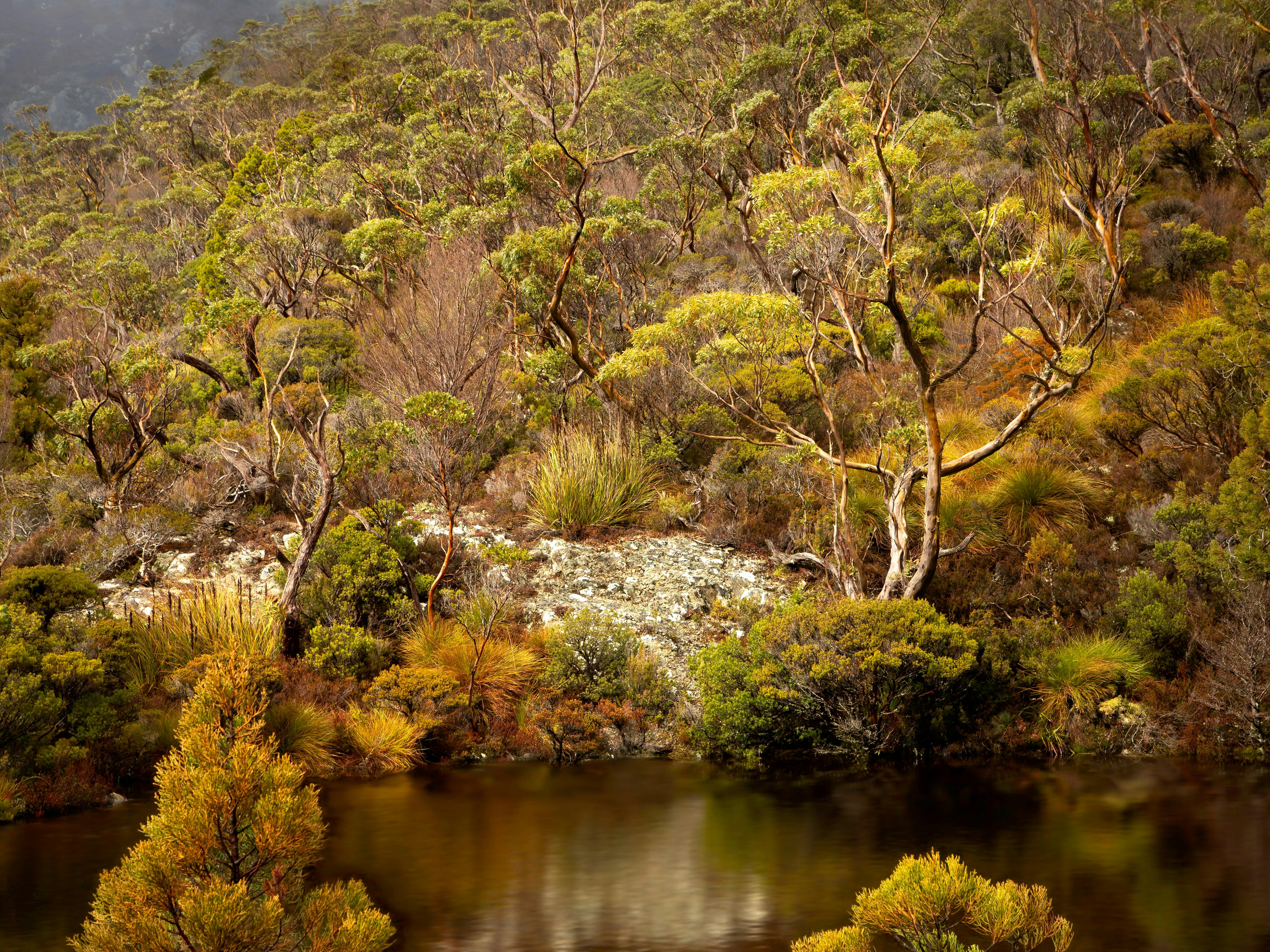 An alpine landscape full of richly covered foliages surrounds a lake. A tree stands before the water