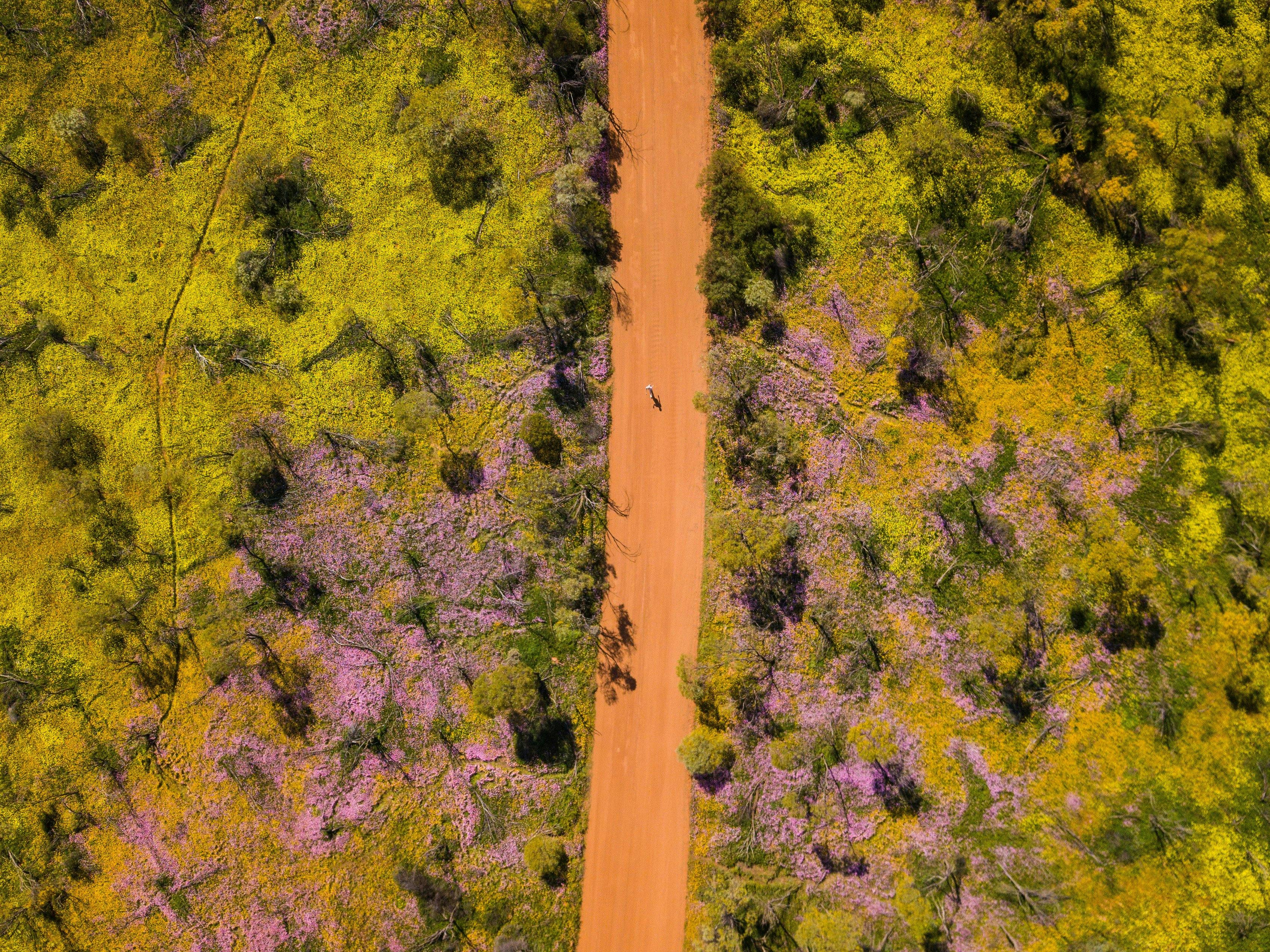 Wildflowers, Coalseam Conservation Park