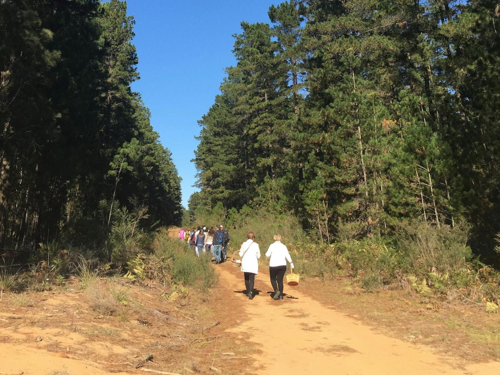 Image for Mushroom Foraging Workshops