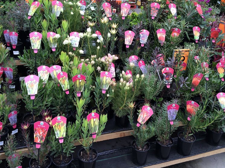 Plants