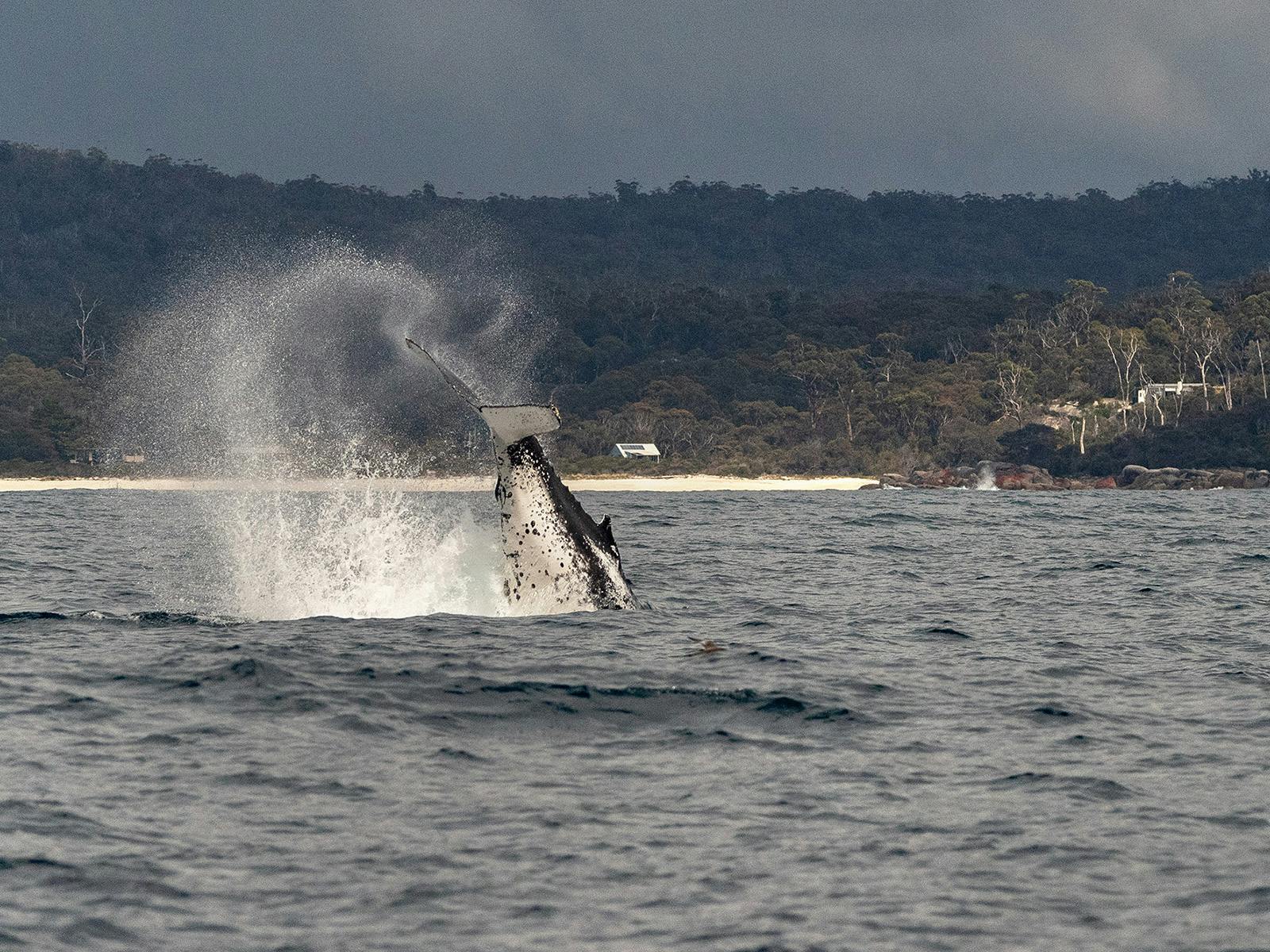 Humpback Whales, captured during the Bay of Fires Photography Workshop