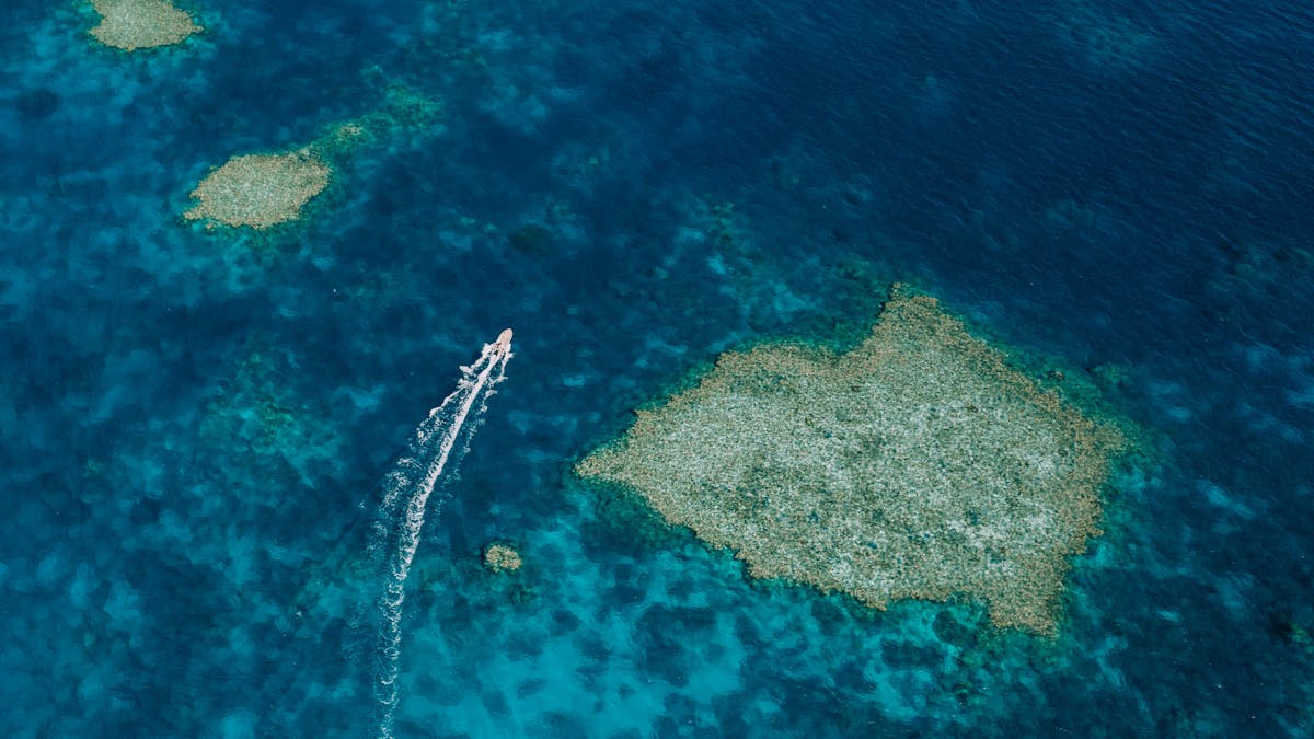 Reef