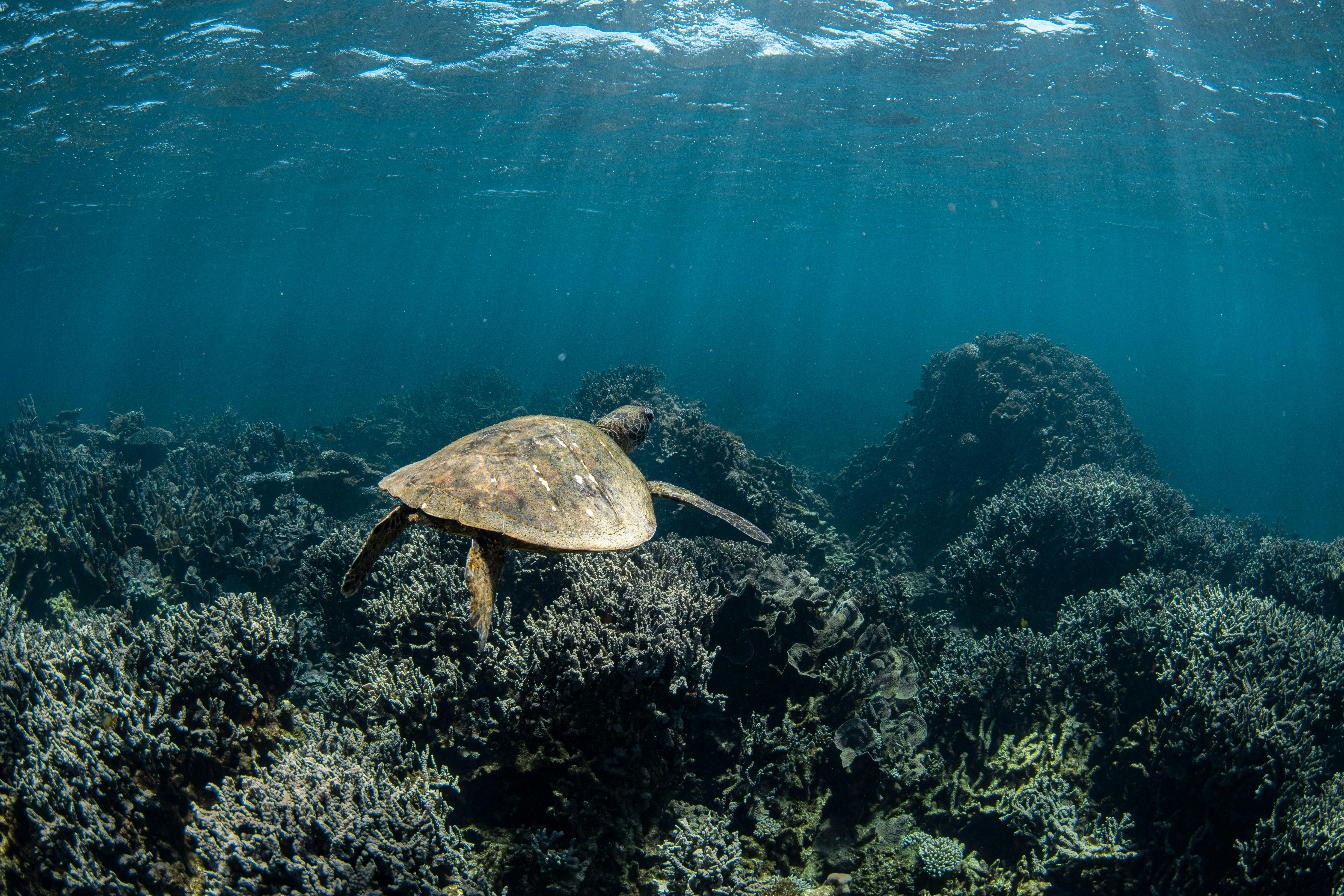 Ningaloo Reef Dive and Snorkel, Coral Bay, Western Australia