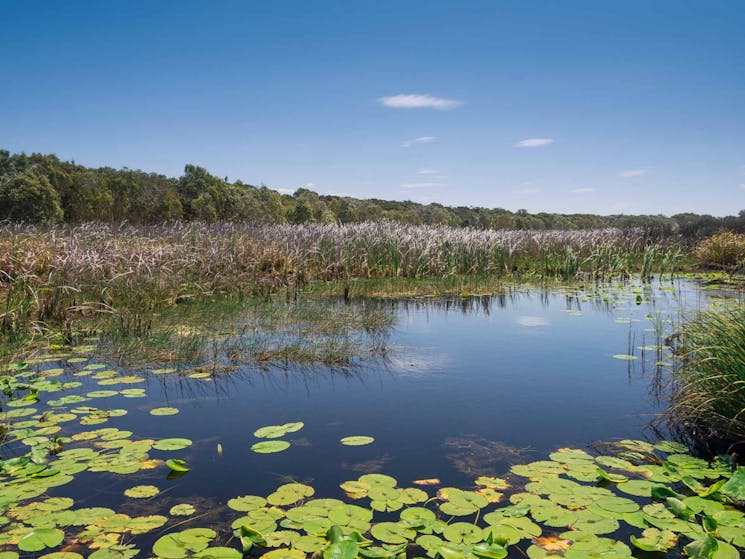 Tyagarag Nature Reserve. Photo: David Young