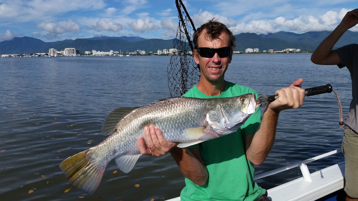 Barramundi