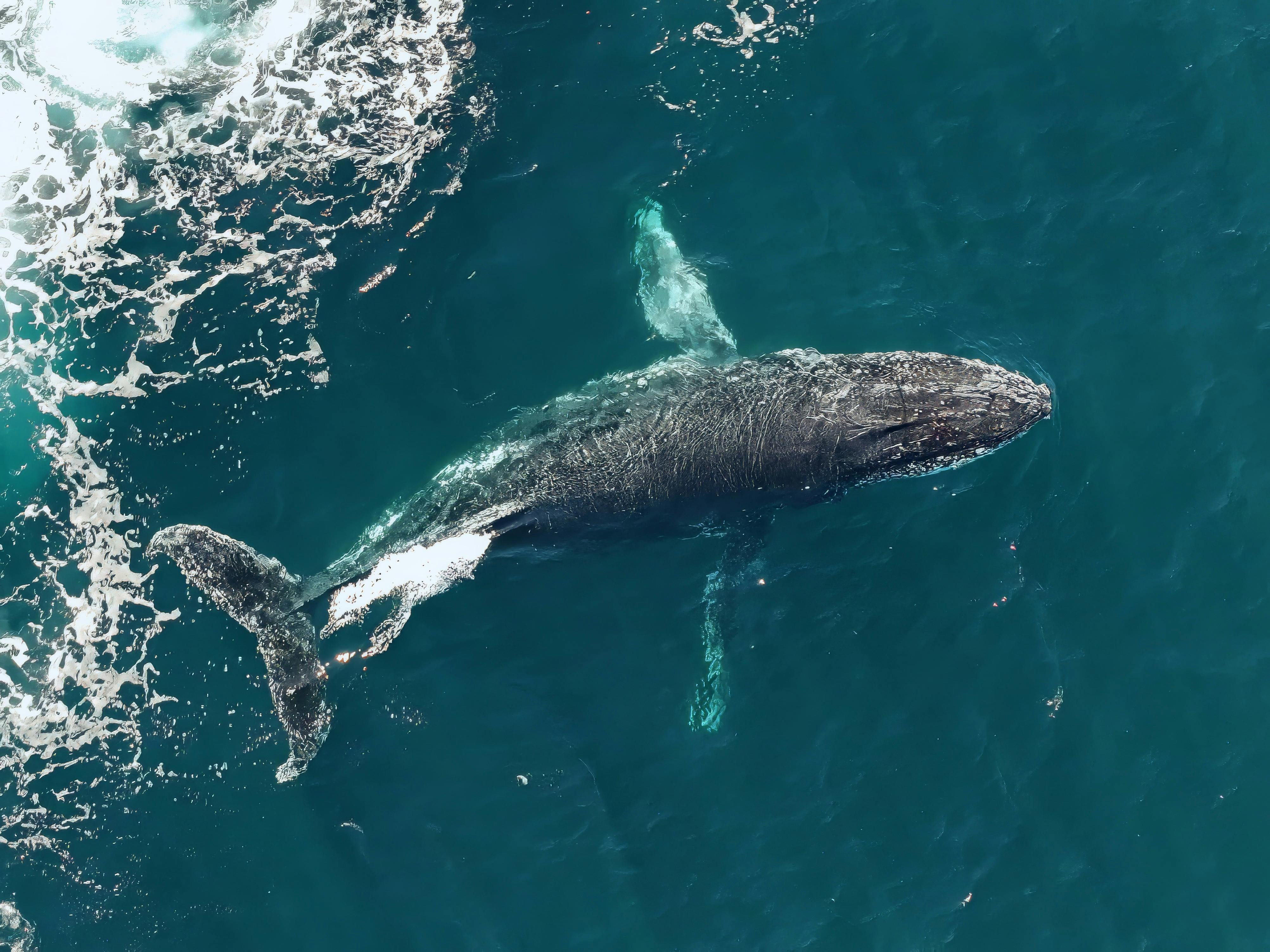 Winged Whale
