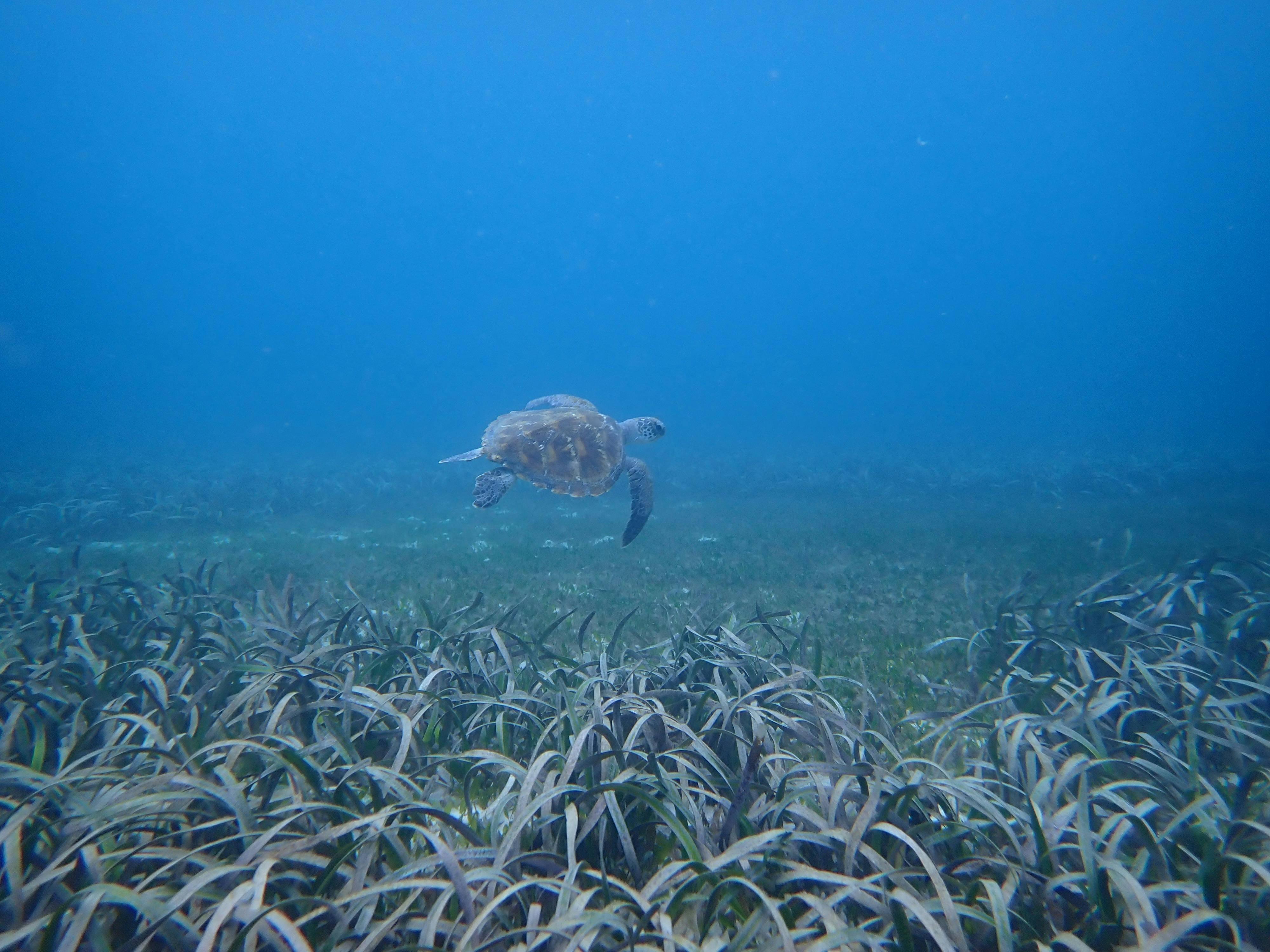 Green Sea Turtle