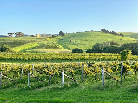 Vineyard View