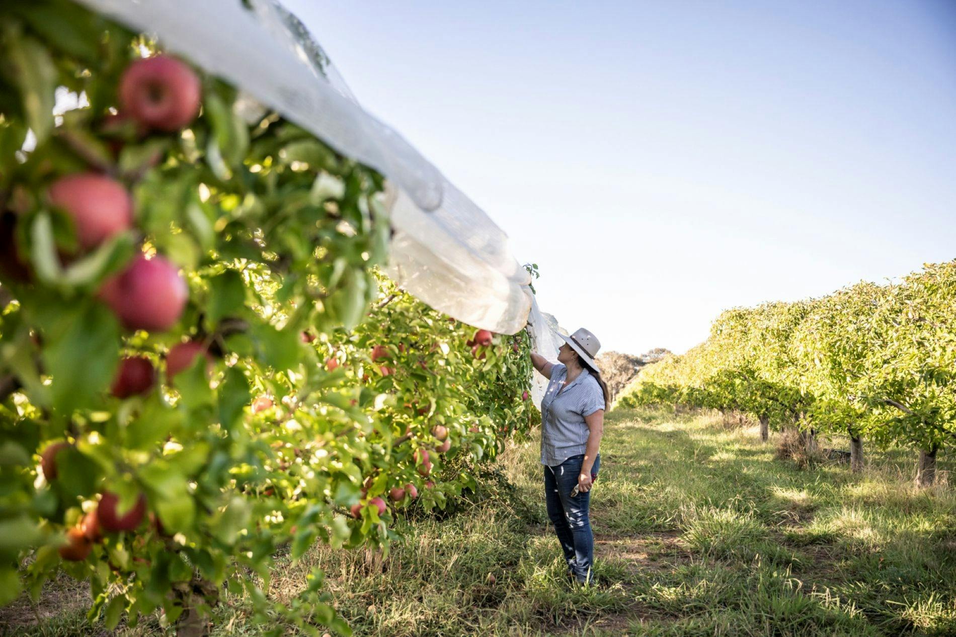 Baum- und Weinreben-Tour