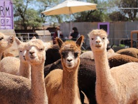 A picture of 3 of our alpacas looking at the camera with the farm shop and people in the background