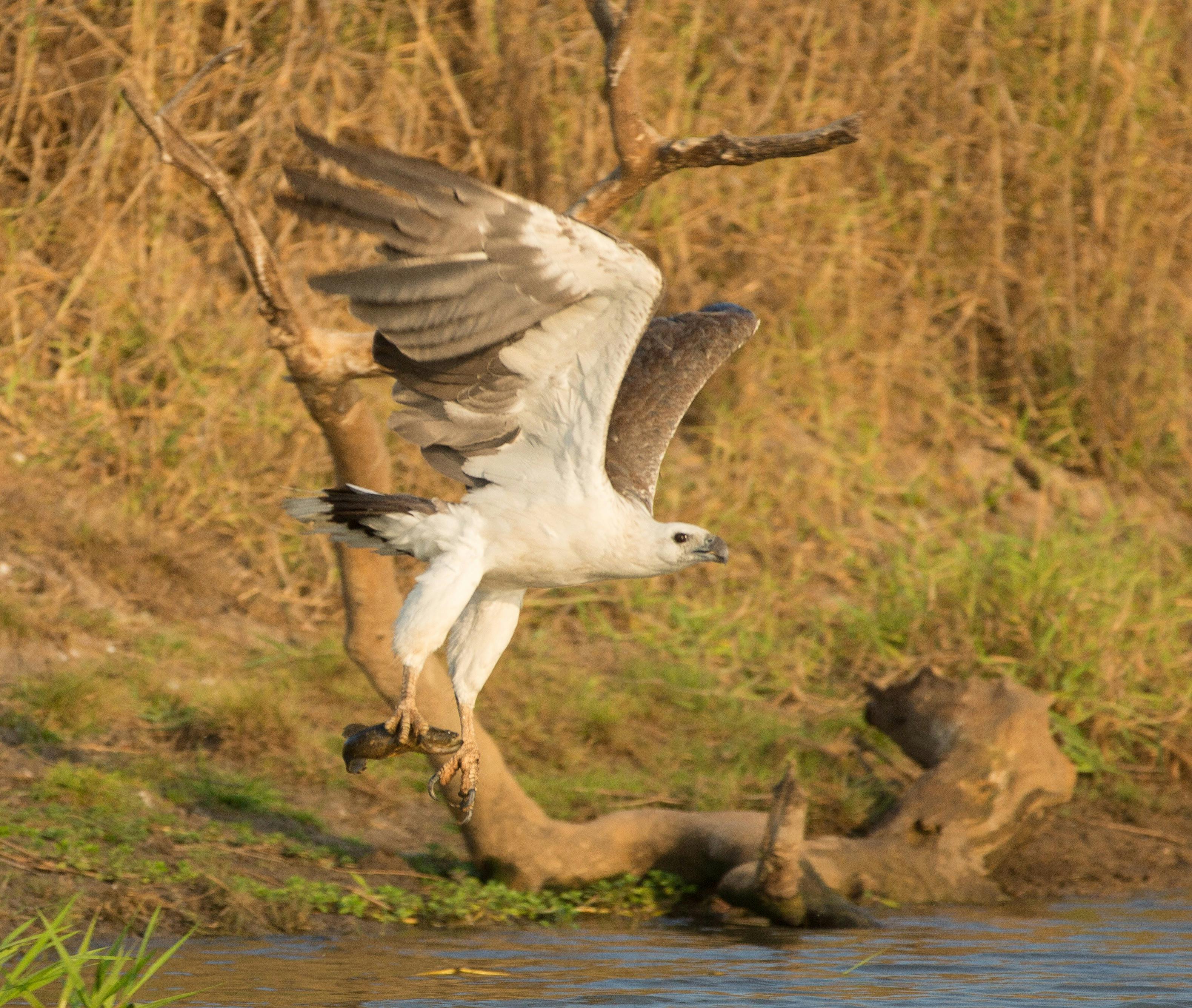 White-bellied Sea Eagle