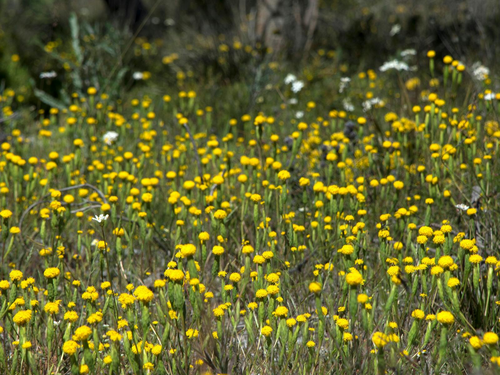 A sea of yellow wildflowers on a Perth Birds and Bush Wildflower tour.