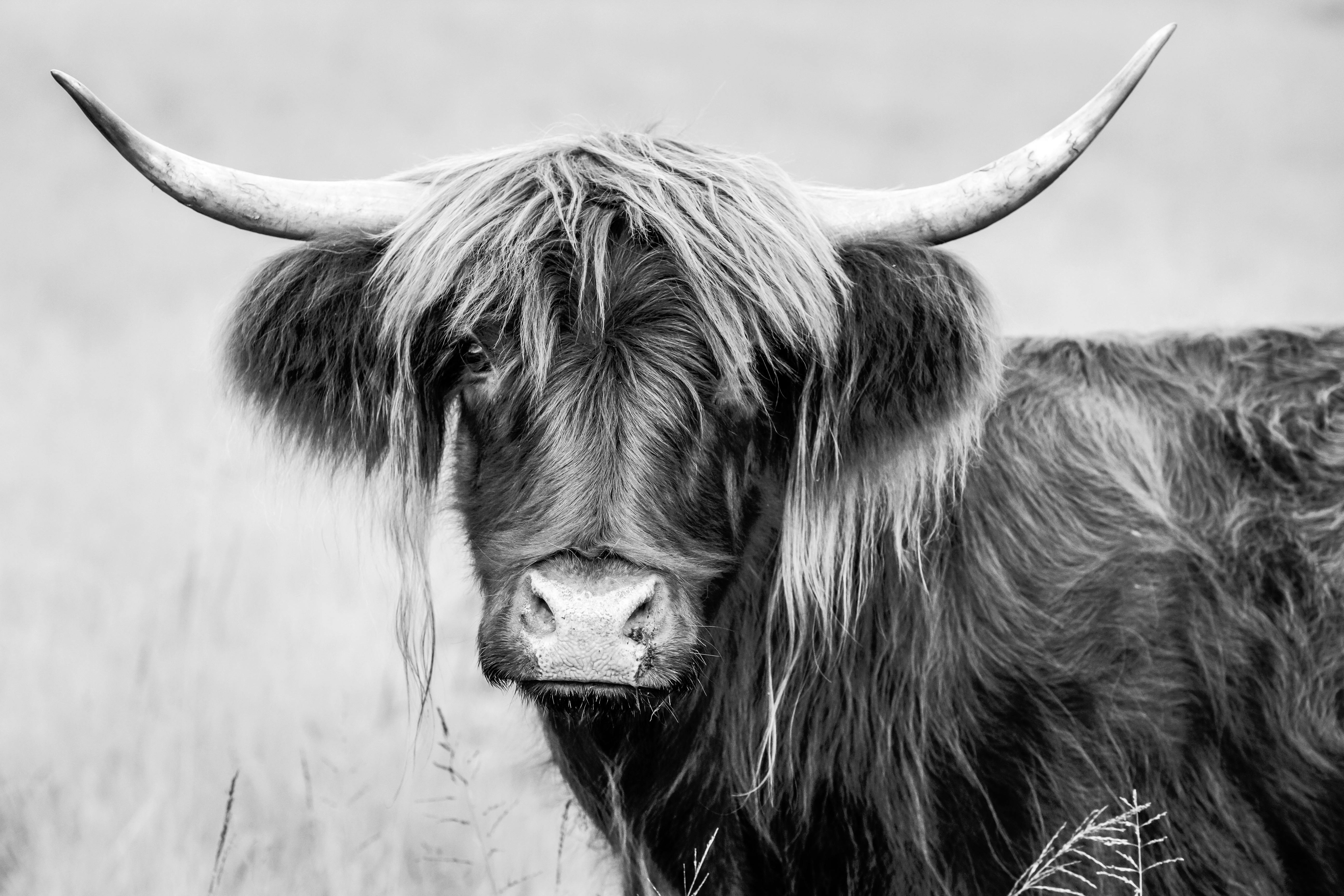 harriette the highland